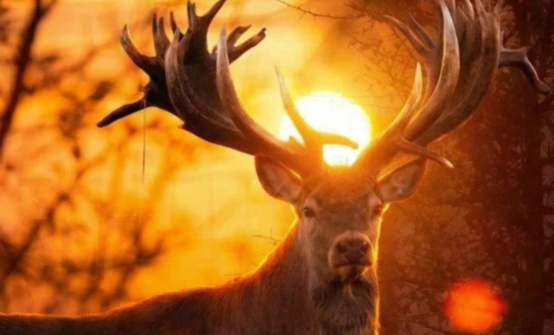 Через вбивство всесвітньо відомого оленя Руні на Київщині відкрили кримінальне провадження