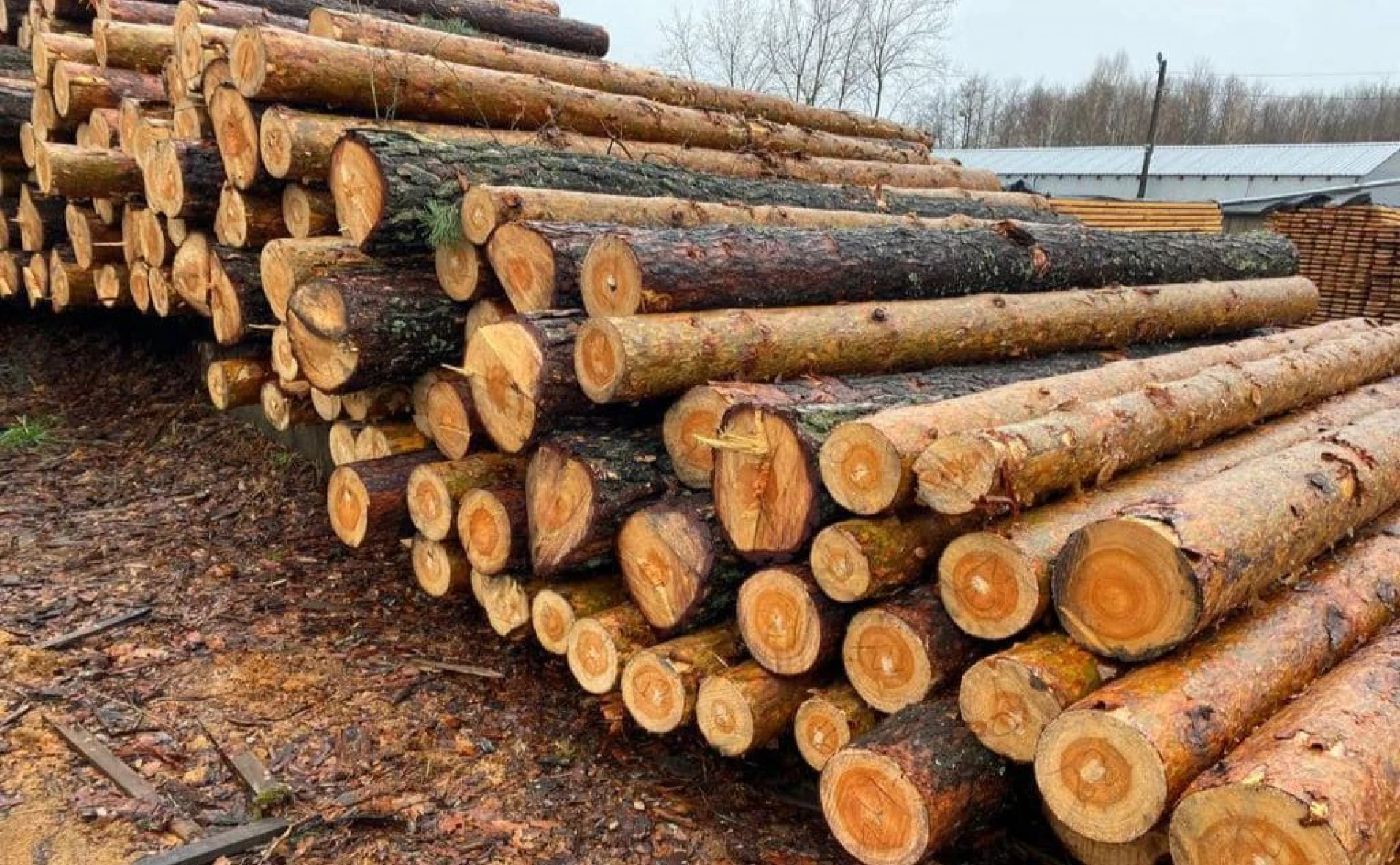 Нарубали лісу на 17 млн: прокуратура Київщини звернулася до суду щодо ДП «Ліси України»