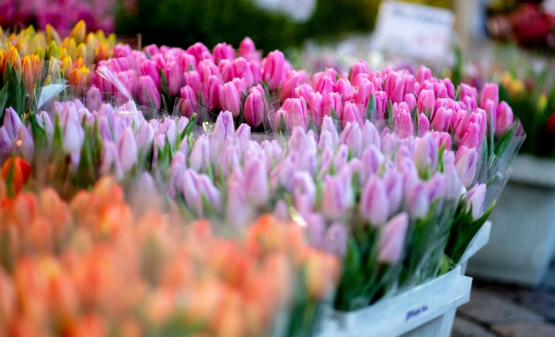 У Черкасах планують провести ярмарок з продажу квітів