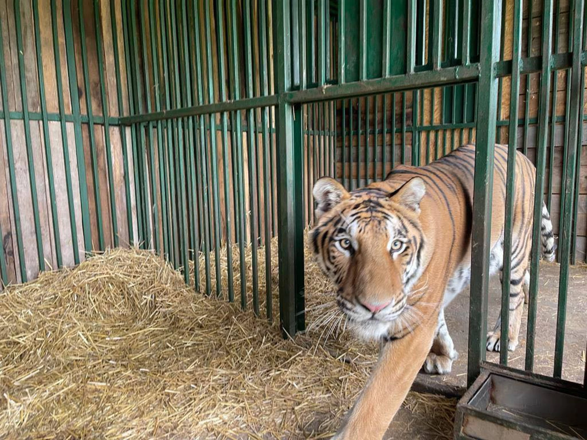 Рись Урса та тигр Мір вирушили з Києва до притулків у Британії і Бельгії