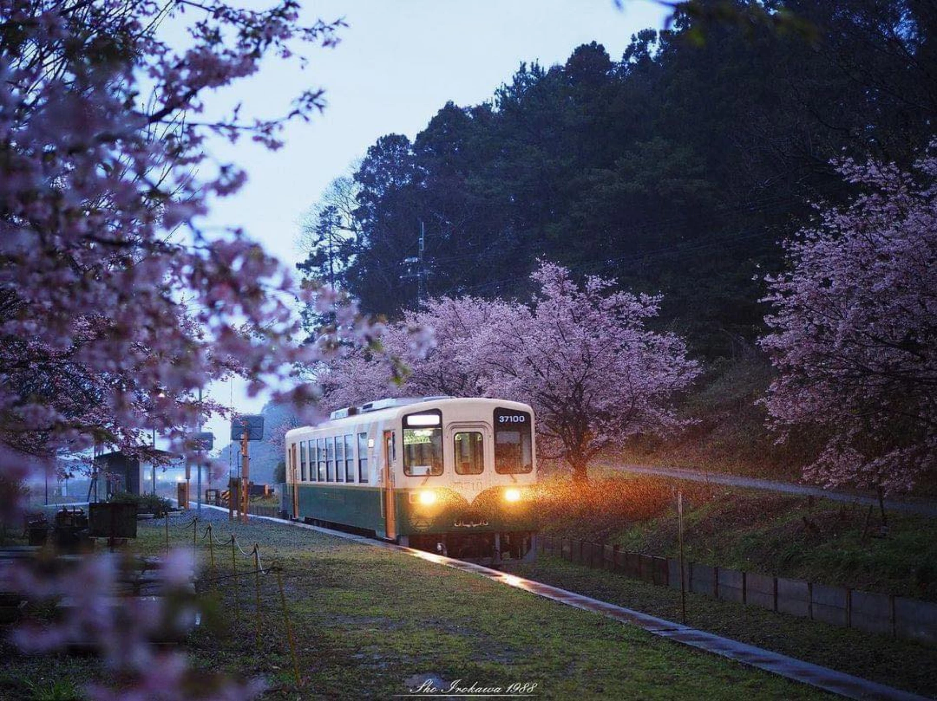 Із Києва до Ужгорода курсуватиме «Sakura train»