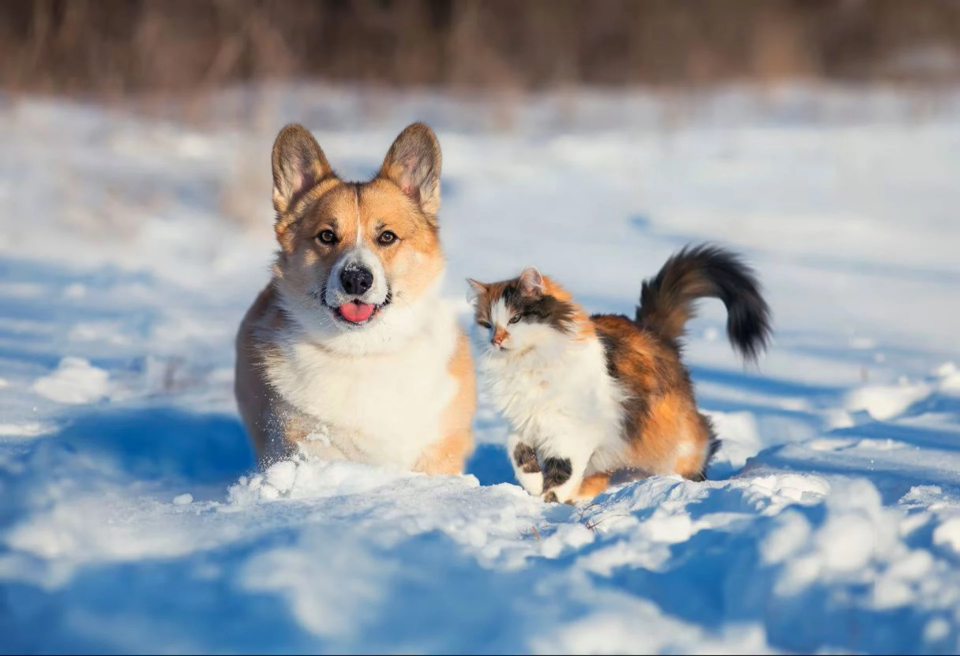Останній тиждень зими: якою буде погода у Києві та області