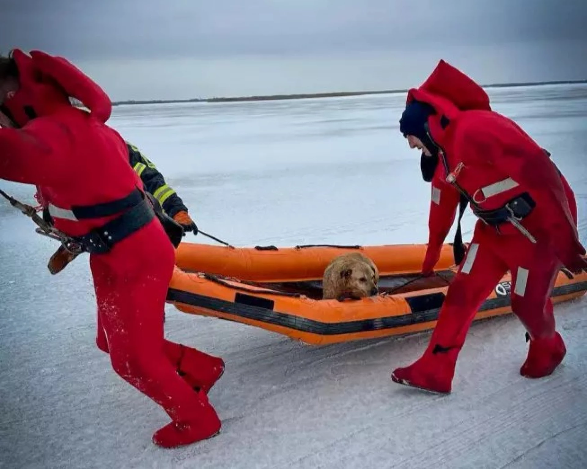 На Обухівщині рятувальники допомогли собаці вибратися з водяної пастки