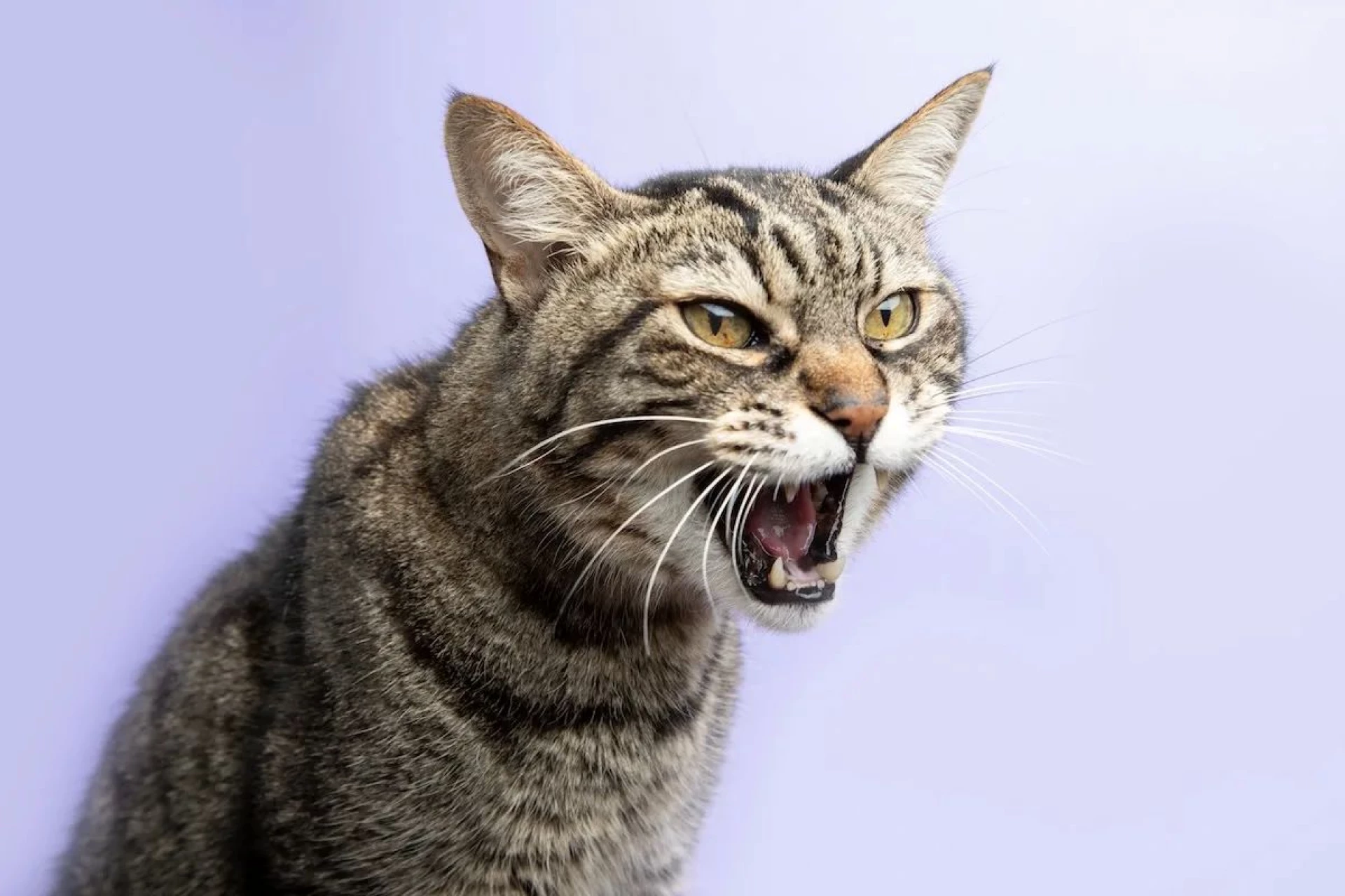 Більше ніж просто весна: чому ваш кіт раптово змінив поведінку і що з цим робити.