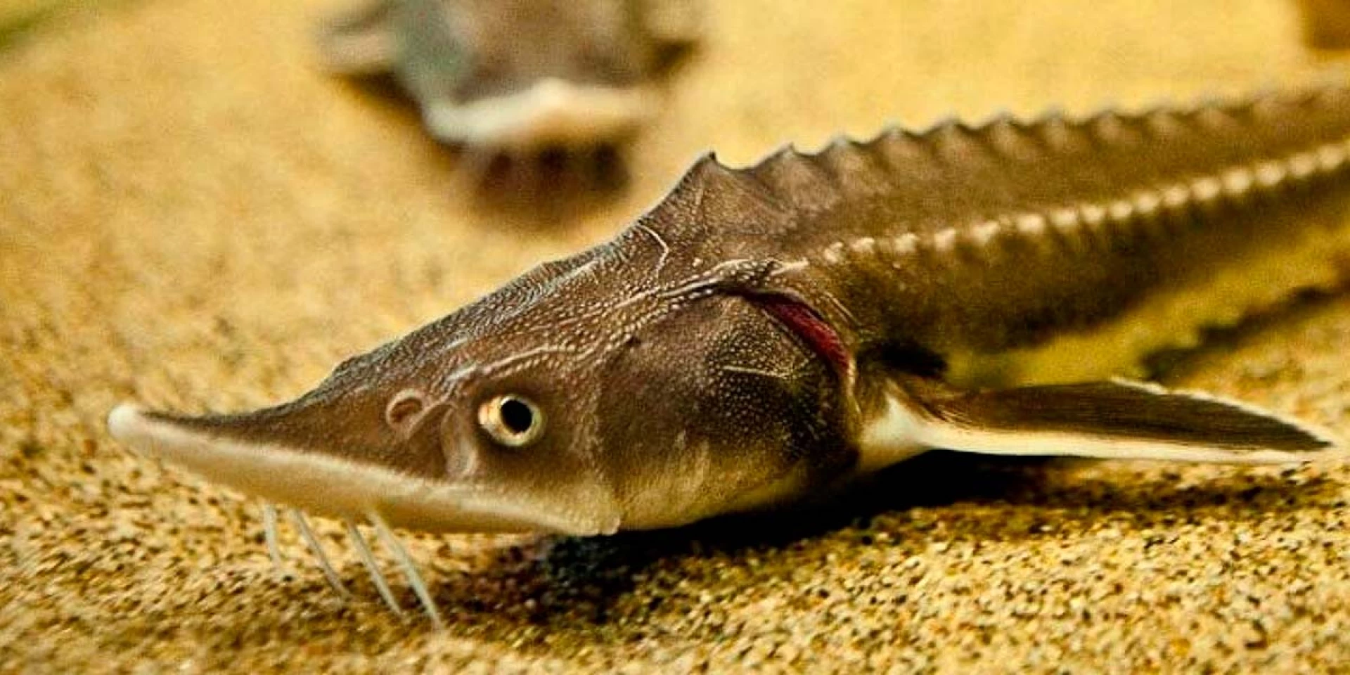 Під захистом держави: які червонокнижні риби мешкають у водосховищах Київщини