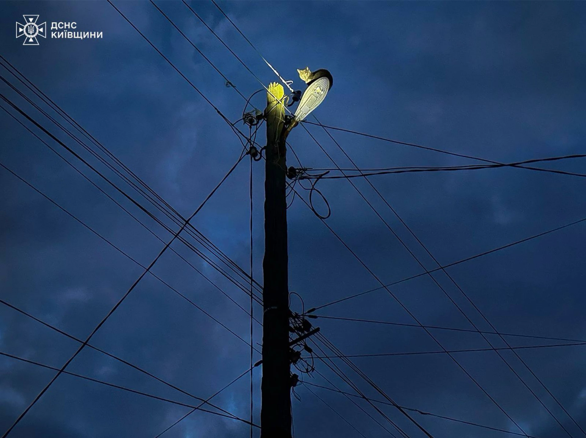 На Київщині надзвичайники врятували пухнастого «верхолаза»