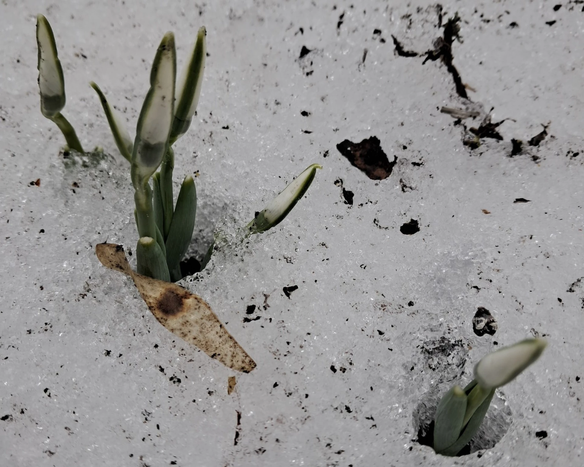 Перші вісники весни: у київському Гідропарку розквітли підсніжники