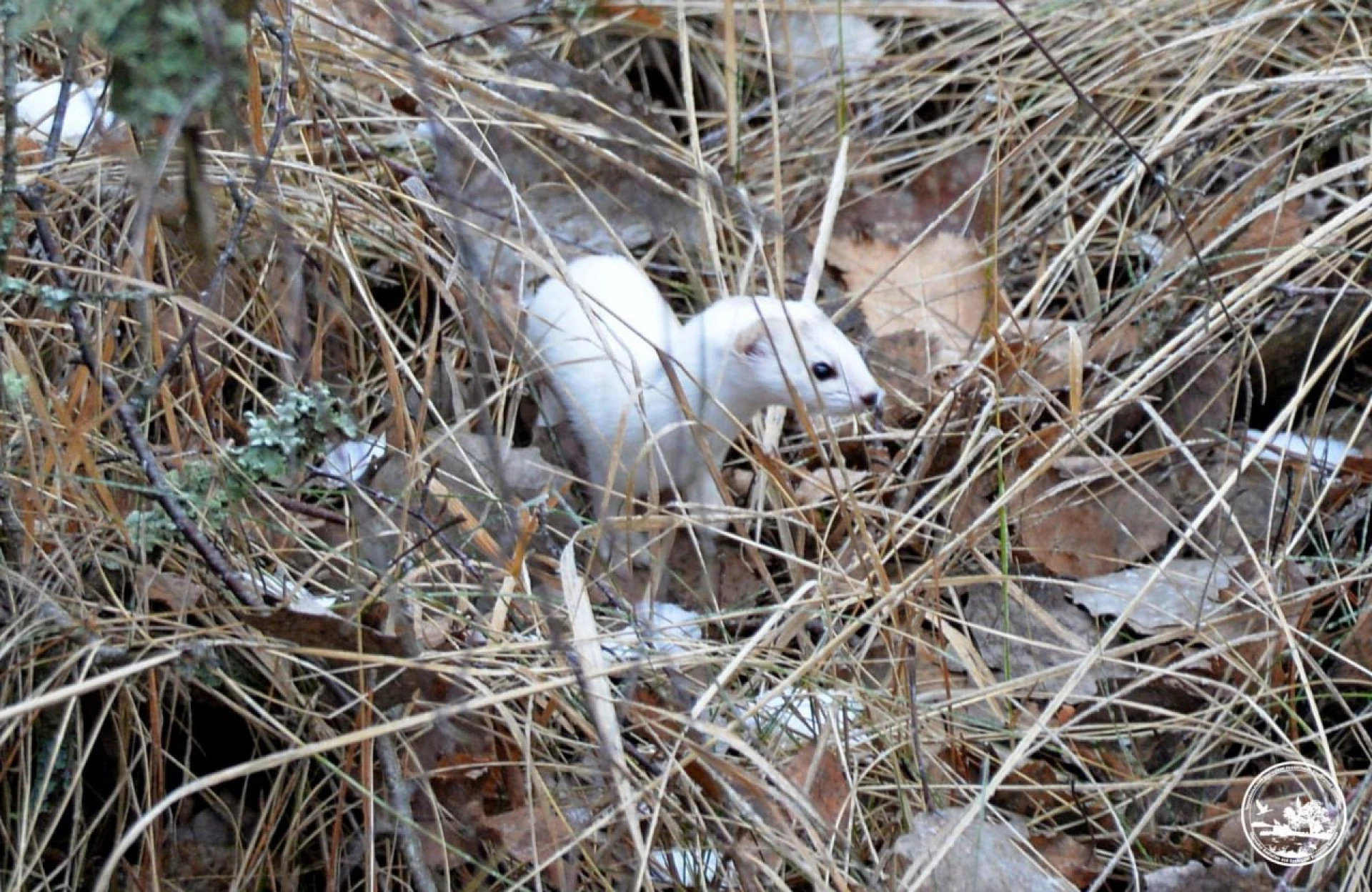 Маленька хижачка з великим характером: у Чорнобильському заповіднику розповіли про ласку