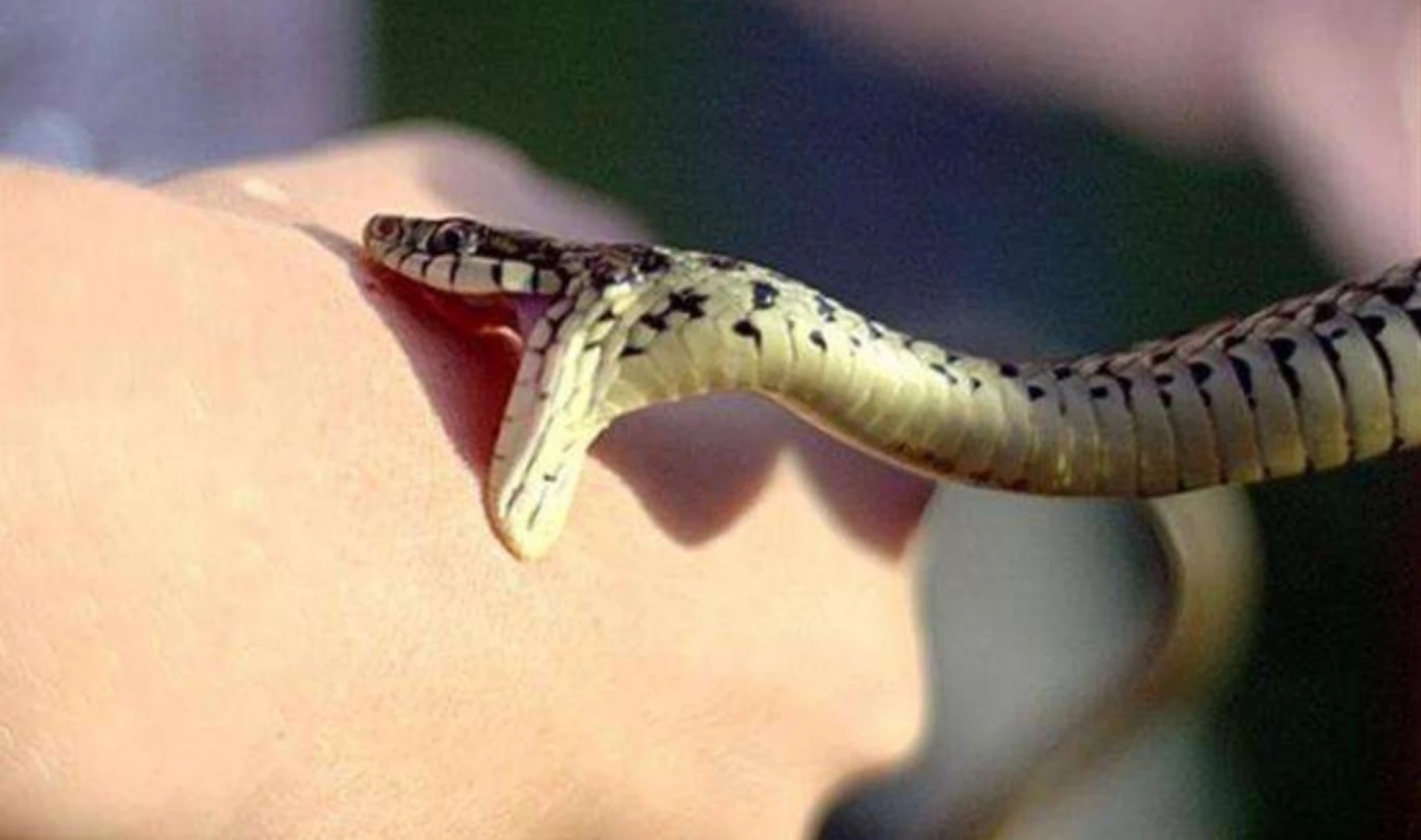 5 випадків укусів змій зафіксували на Черкащині