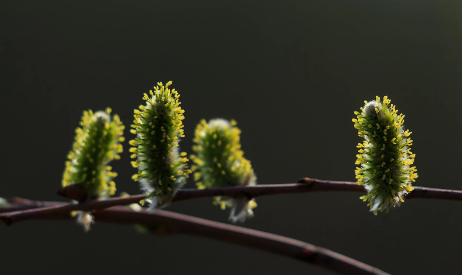 На Черкащині фіксують метеорологічну весну і прогнозують сніг