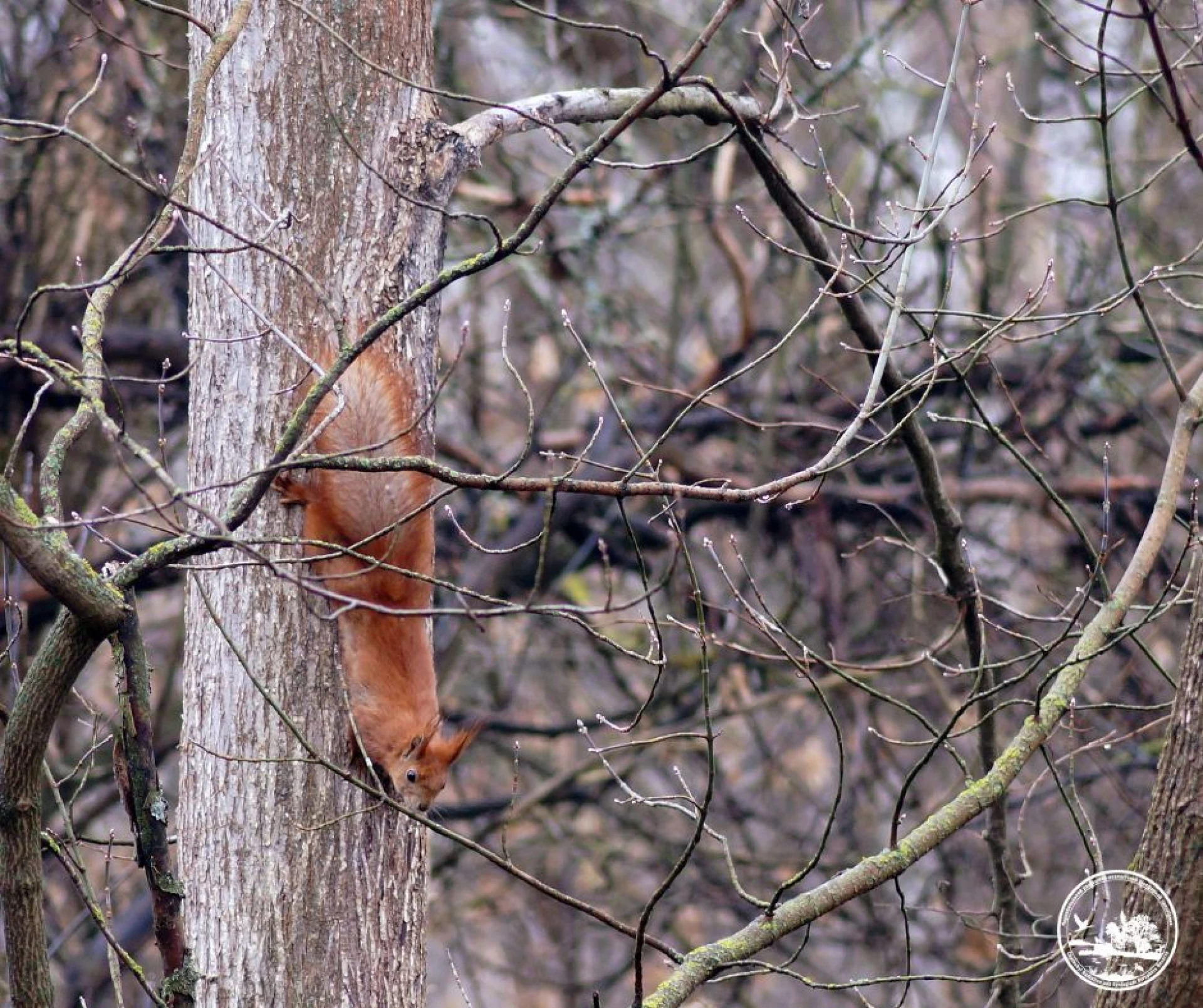 Я вам не білка: у Чорнобильському заповіднику розповіли цікаві факти про вивірку