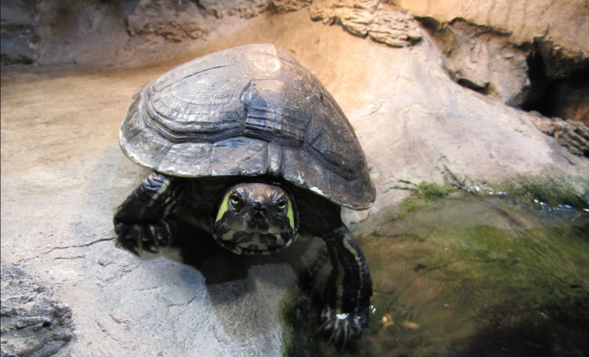 Черкаський зоопарк запрошує на показове годування черепах