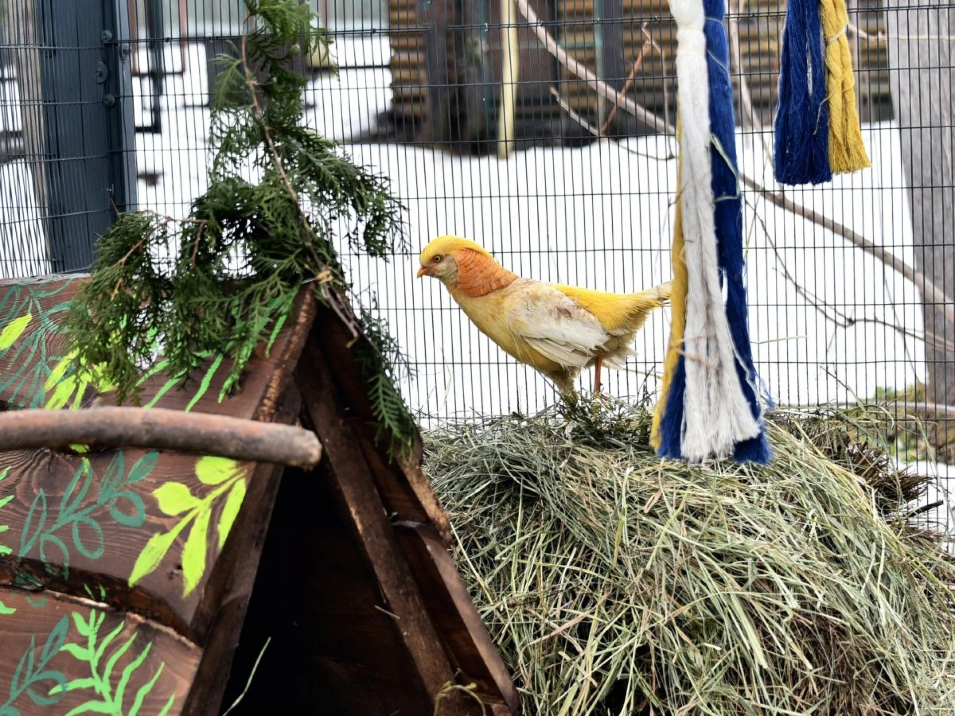 У Київському зоопарку встановили нові гніздові будиночки для фазанів