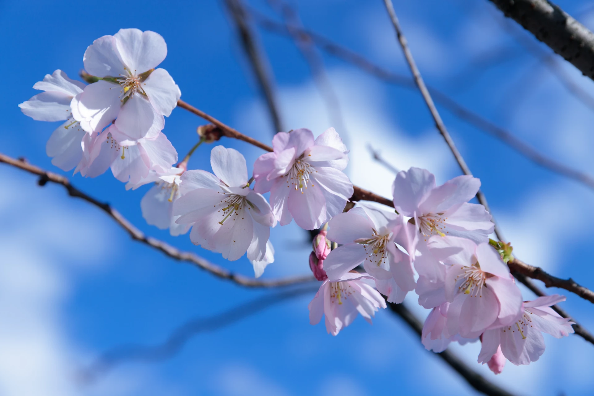 Сакури та магнолії в Києві: де і коли цвітуть