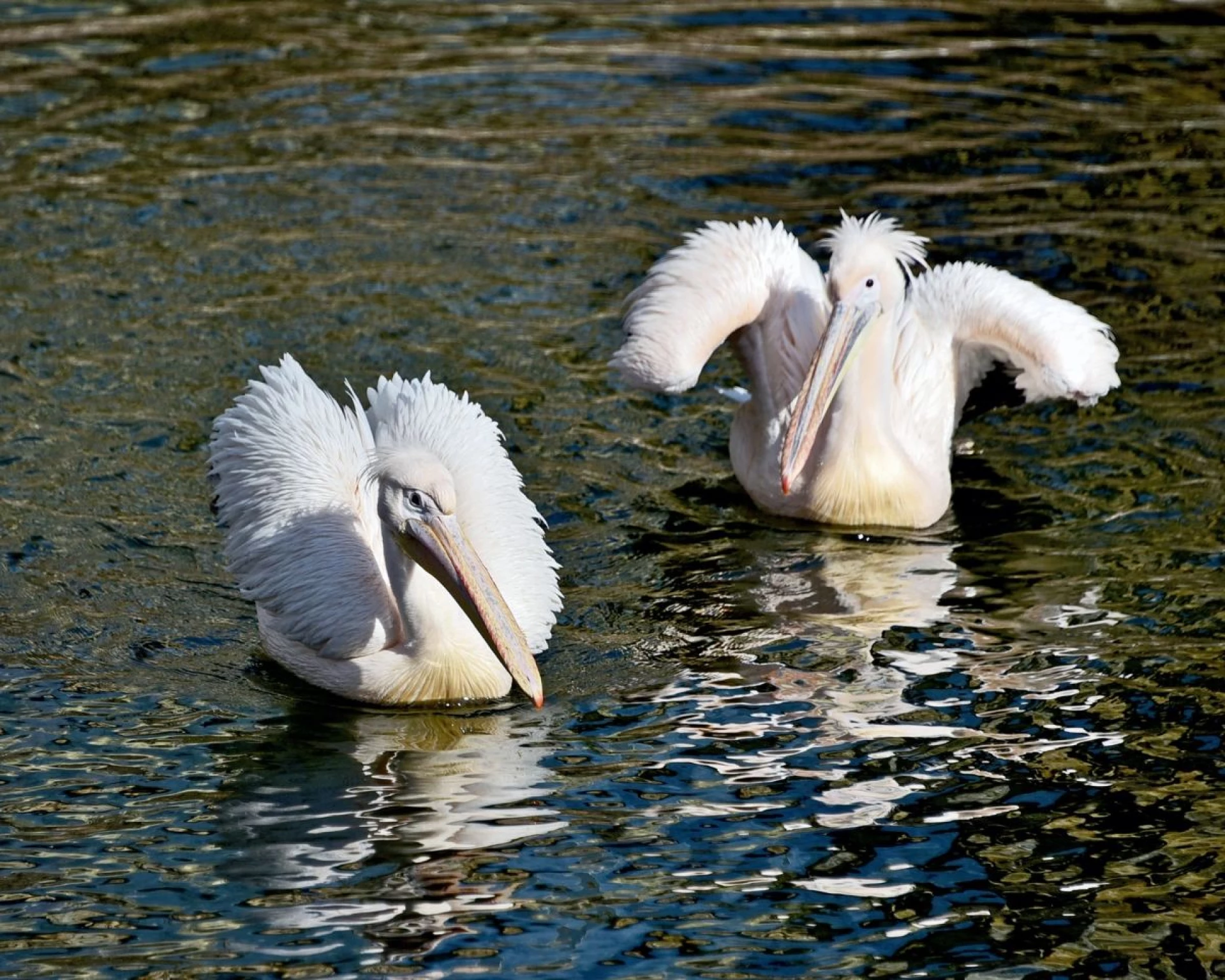 Сезон весняних переселень у КиївЗоо: пелікани повернулися на озеро
