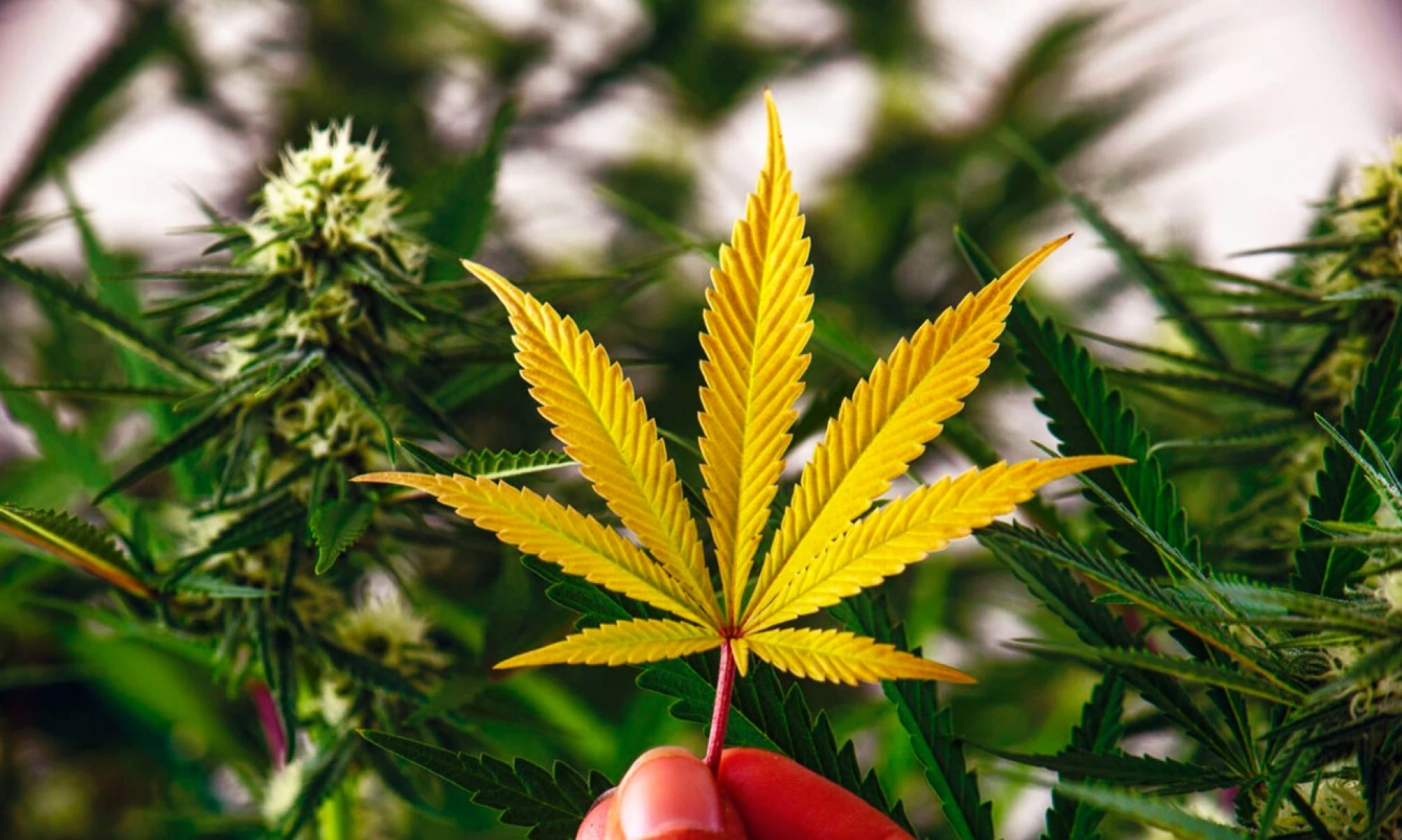 Продавця канабісу викрили в Уманському районі