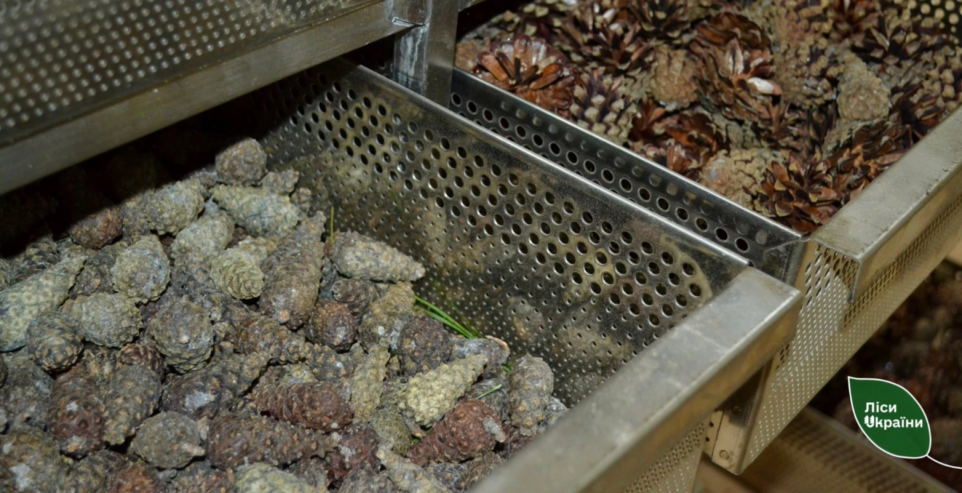 На Черкащині зібрали 74,5 тонни шишок, з яких отримують насіння для майбутніх лісів