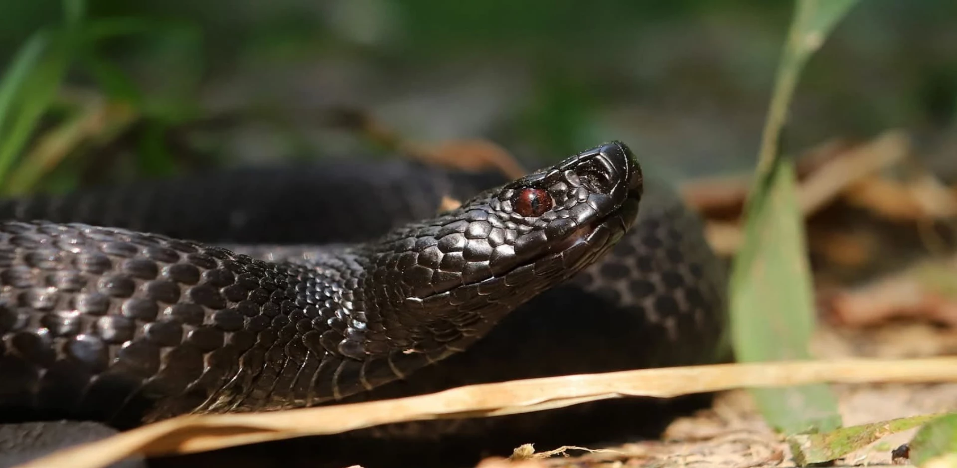 Прокинулися після зими змії Черкащини: де чатує небезпека та що робити при укусі