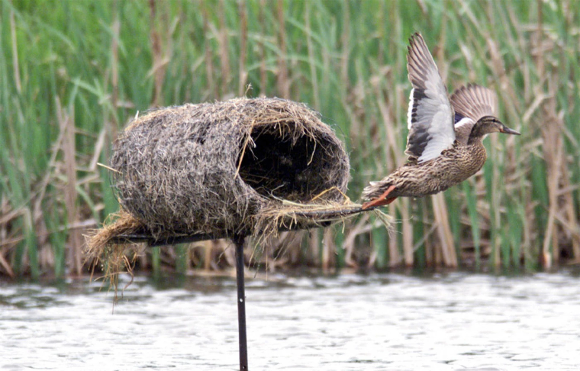 На Київщині для диких качок облаштовують штучні гнізда