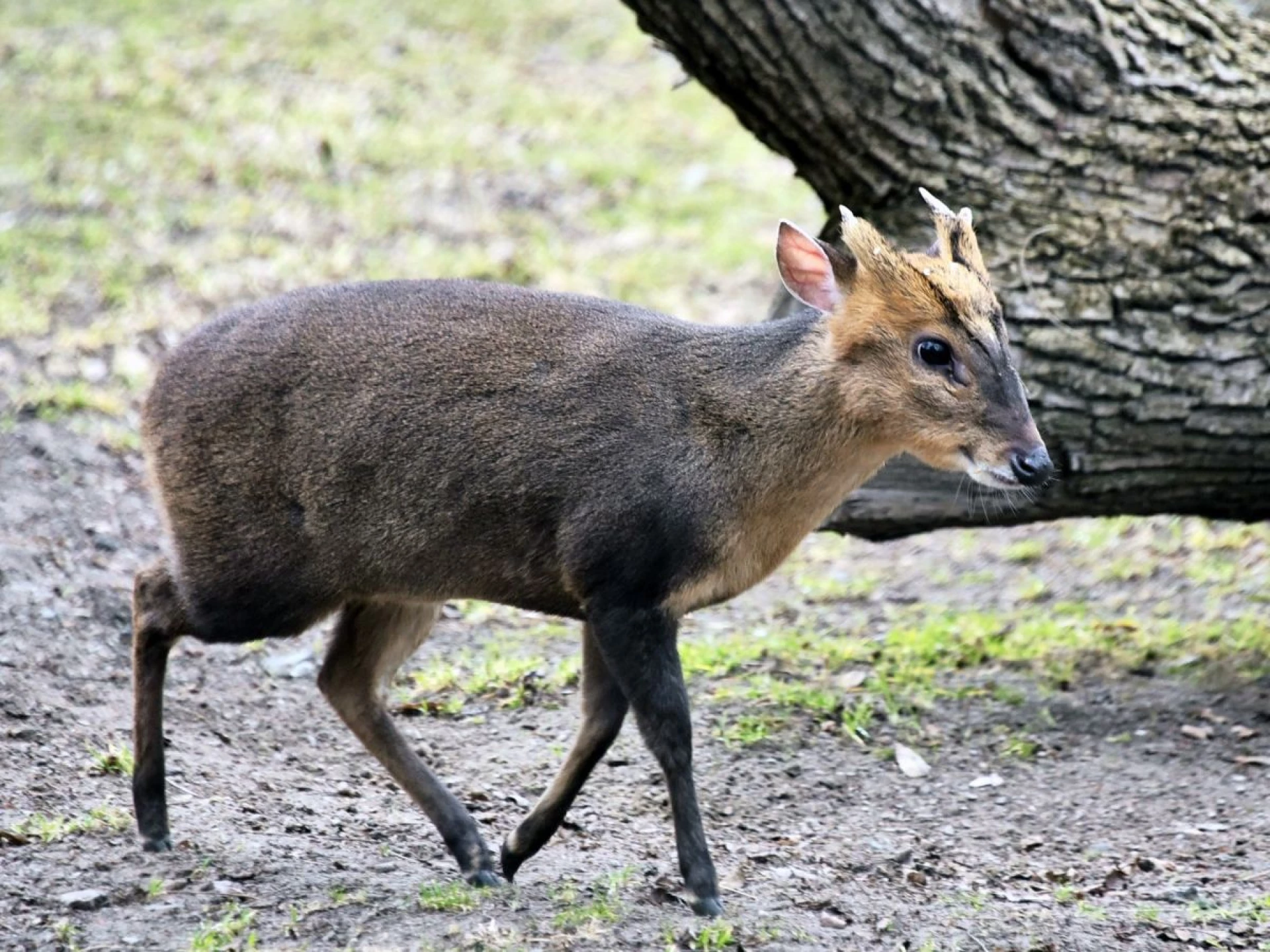 Поранений під час обстрілу мунтжак Мо у КиївЗоо одужав і вже має потомство