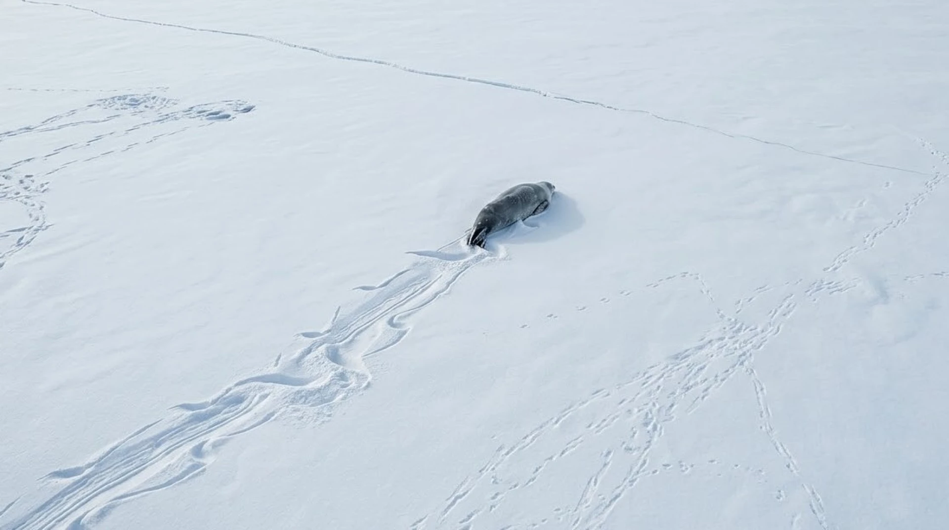 Київська біологиня перемогла у міжнародному конкурсі наукових зображень