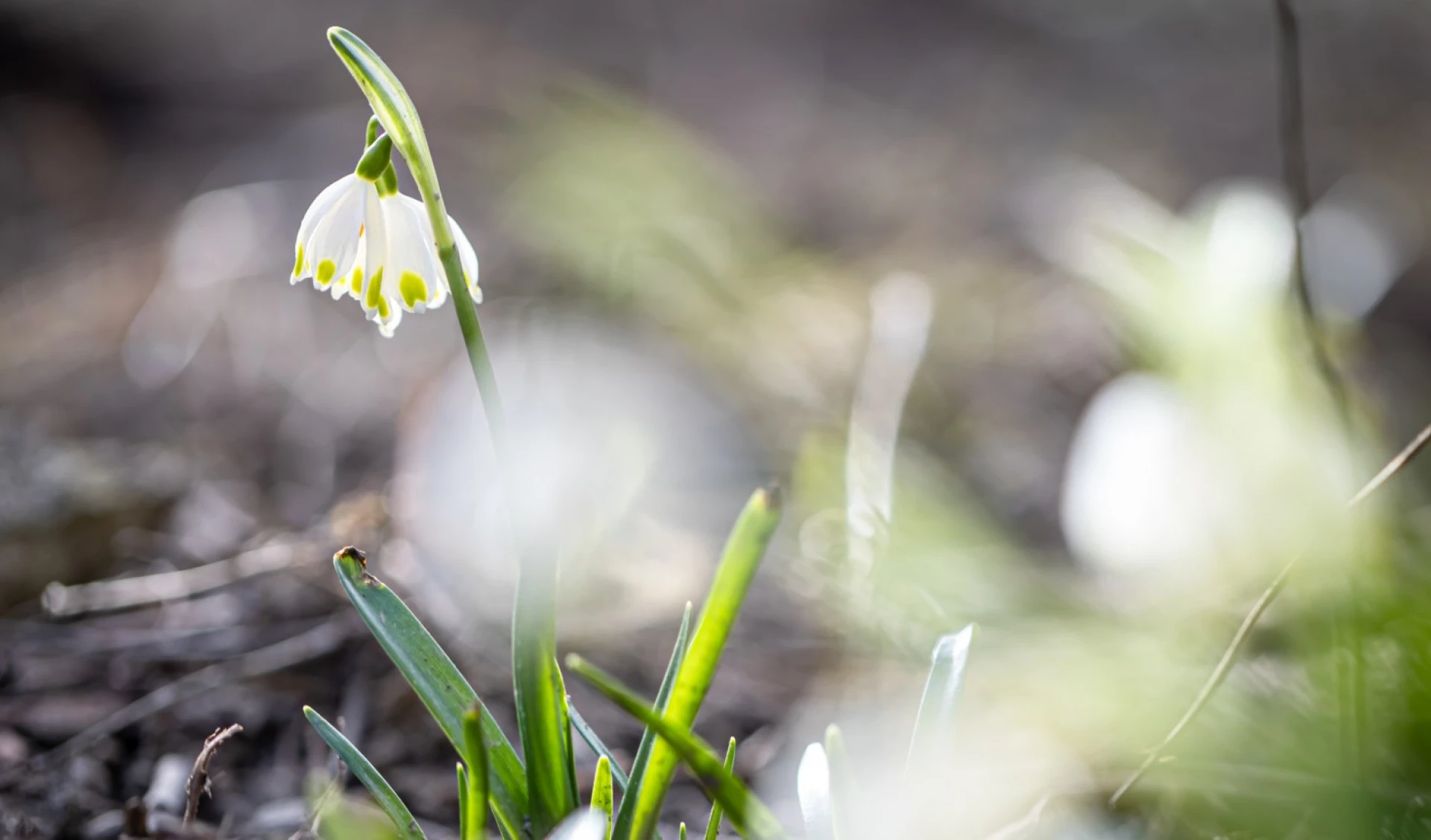 Які погоду несе День весняного рівнодення на Черкащину