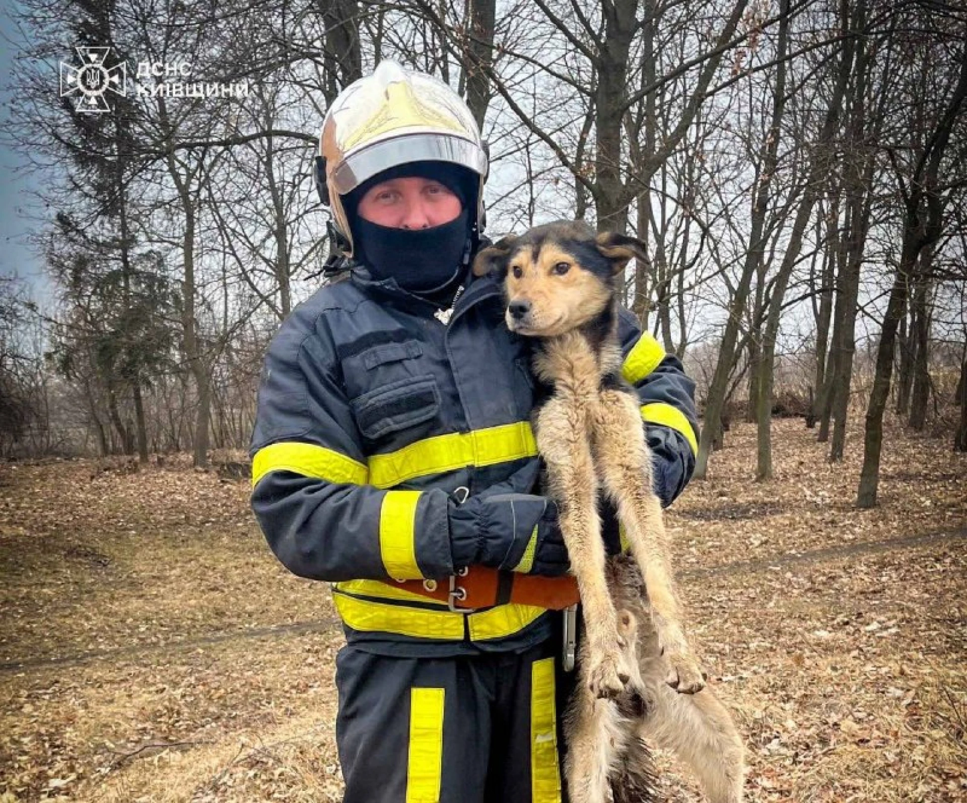 Надзвичайники врятували собаку, який впав у яму на Київщині