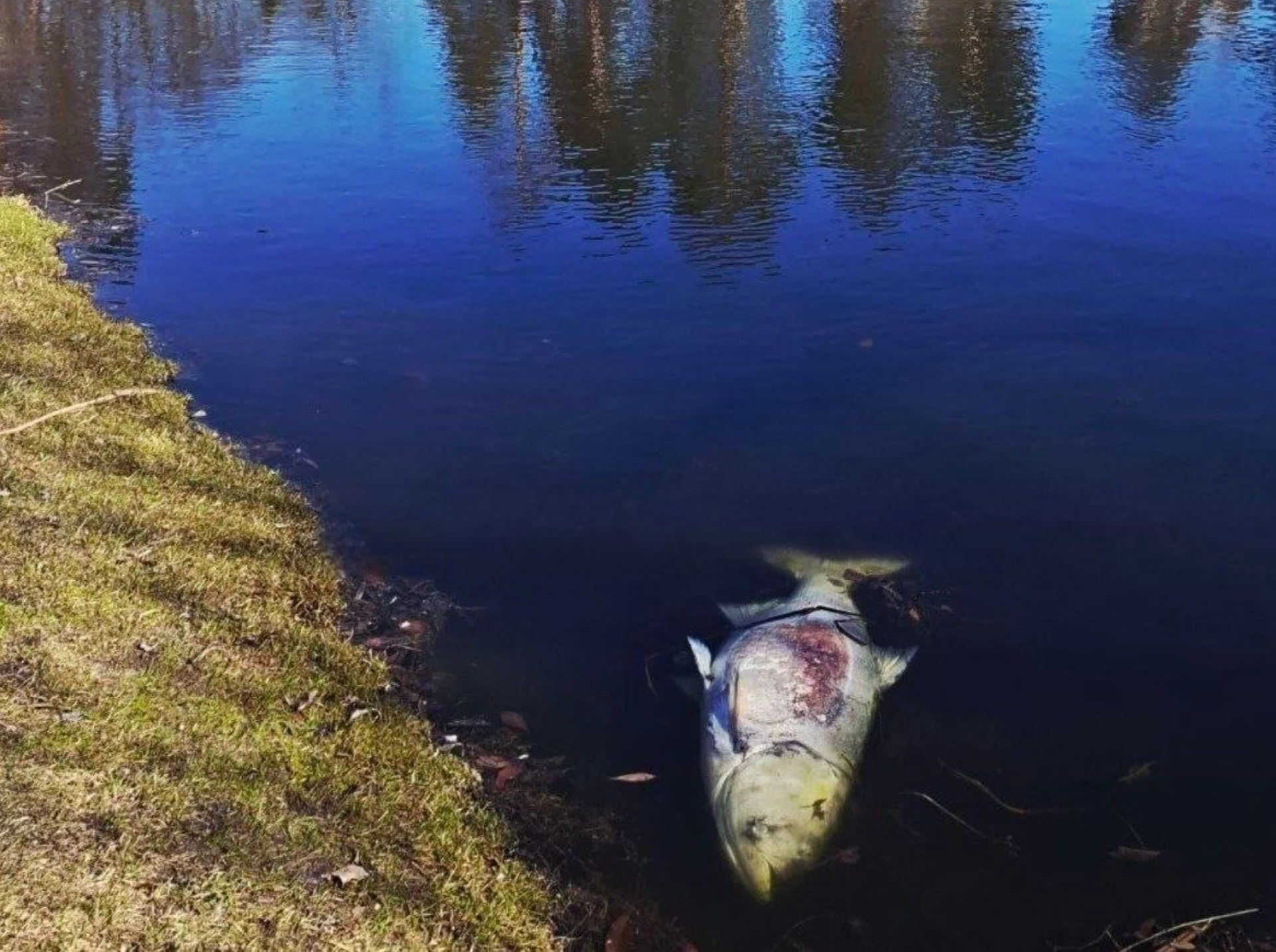 На озері в Пущі-Водиці зафіксували мор риби
