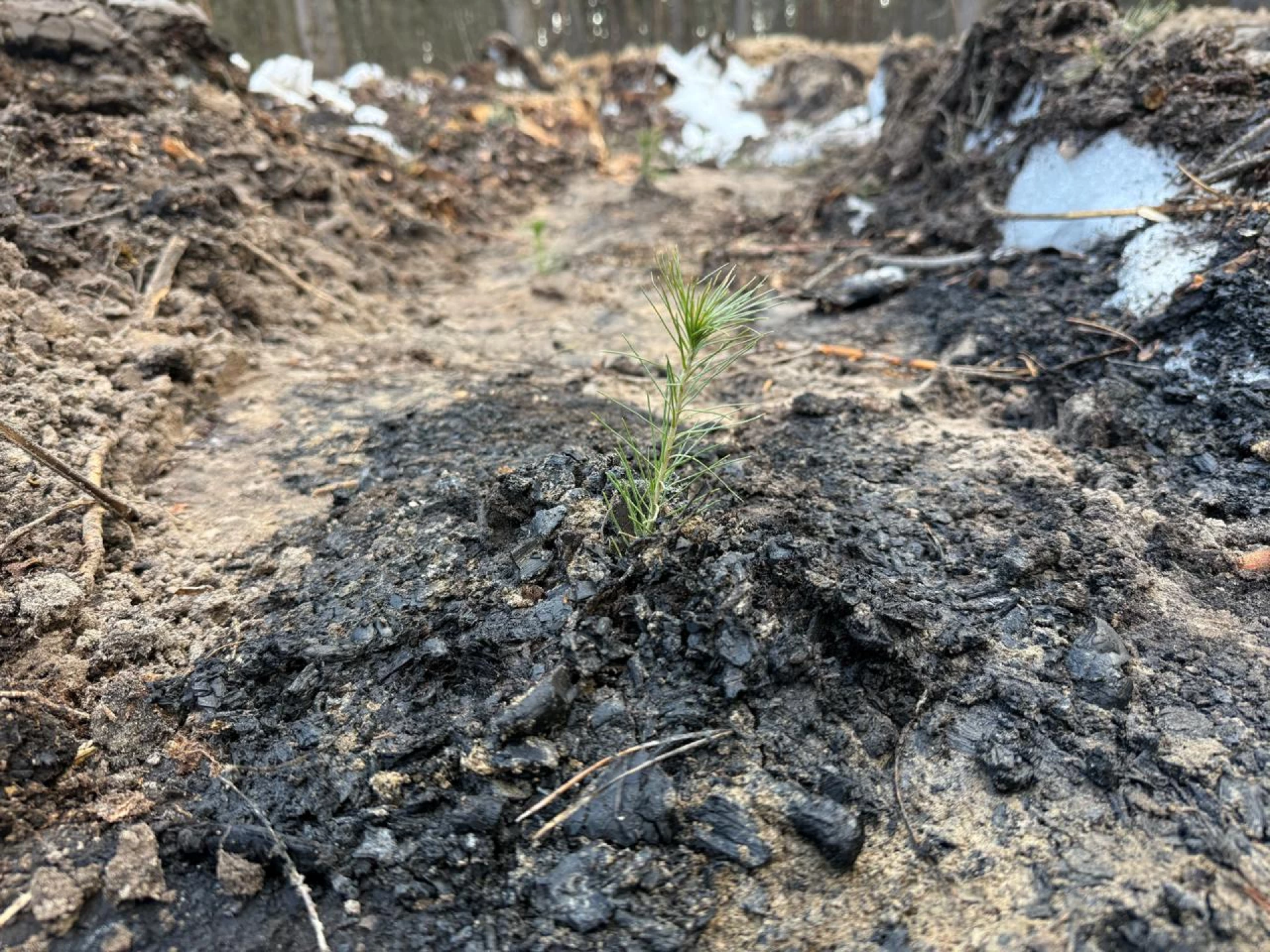 У Києві відновлюють ліс після ракетного удару: висадили 3 тисячі дерев