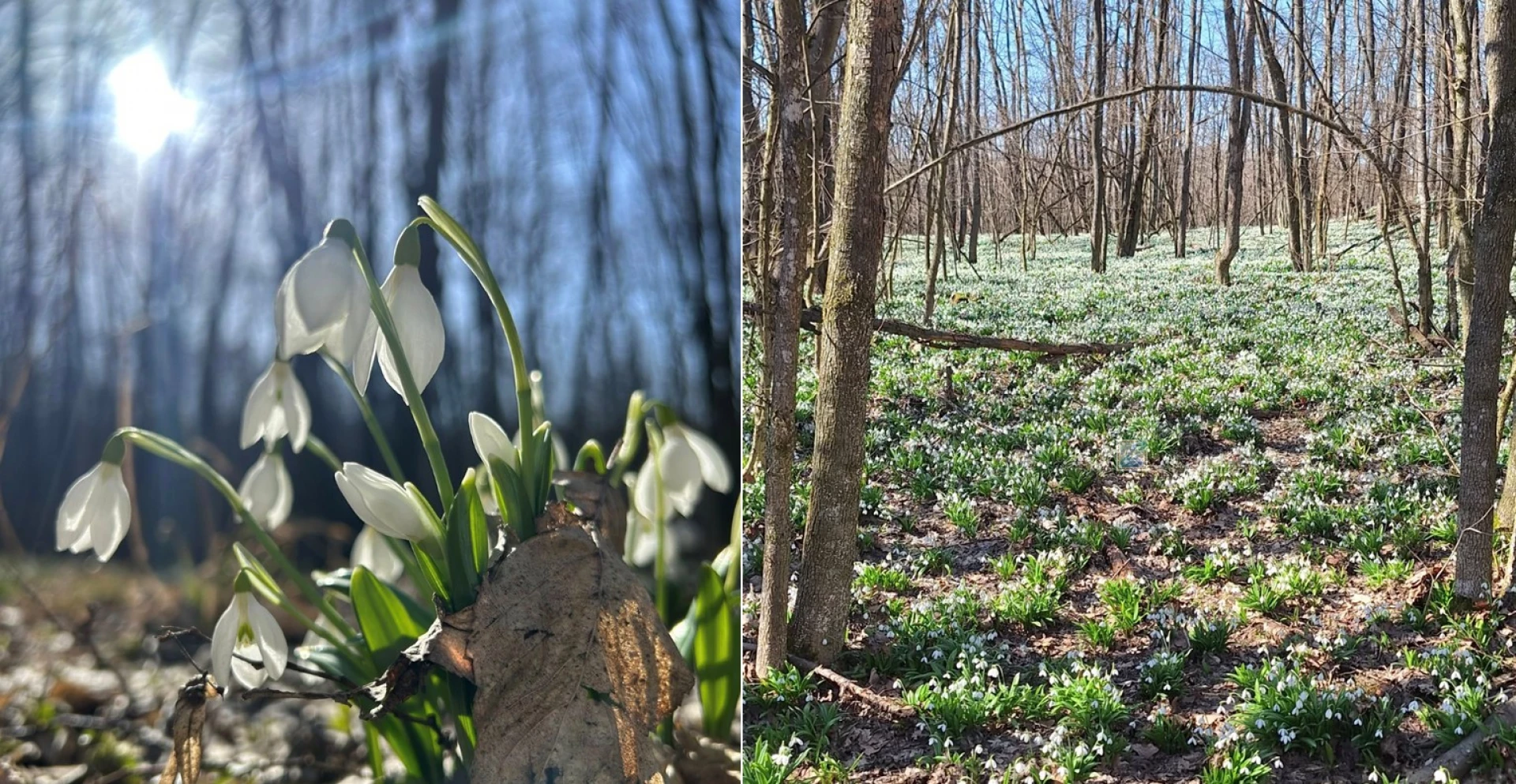 На Черкащині квітнуть гектари підсніжників. Фото із Холодного Яру