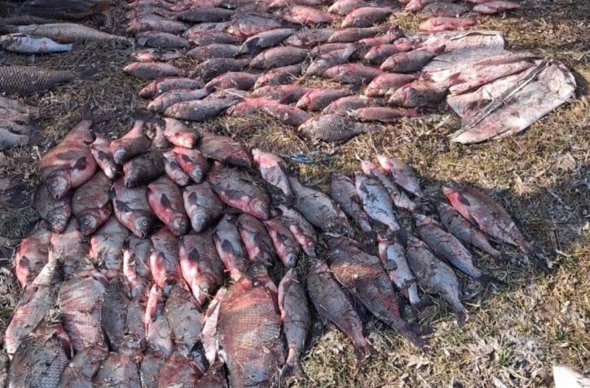 Браконьєри на Черкащині зловили 7 мішків риби і намагались втекти