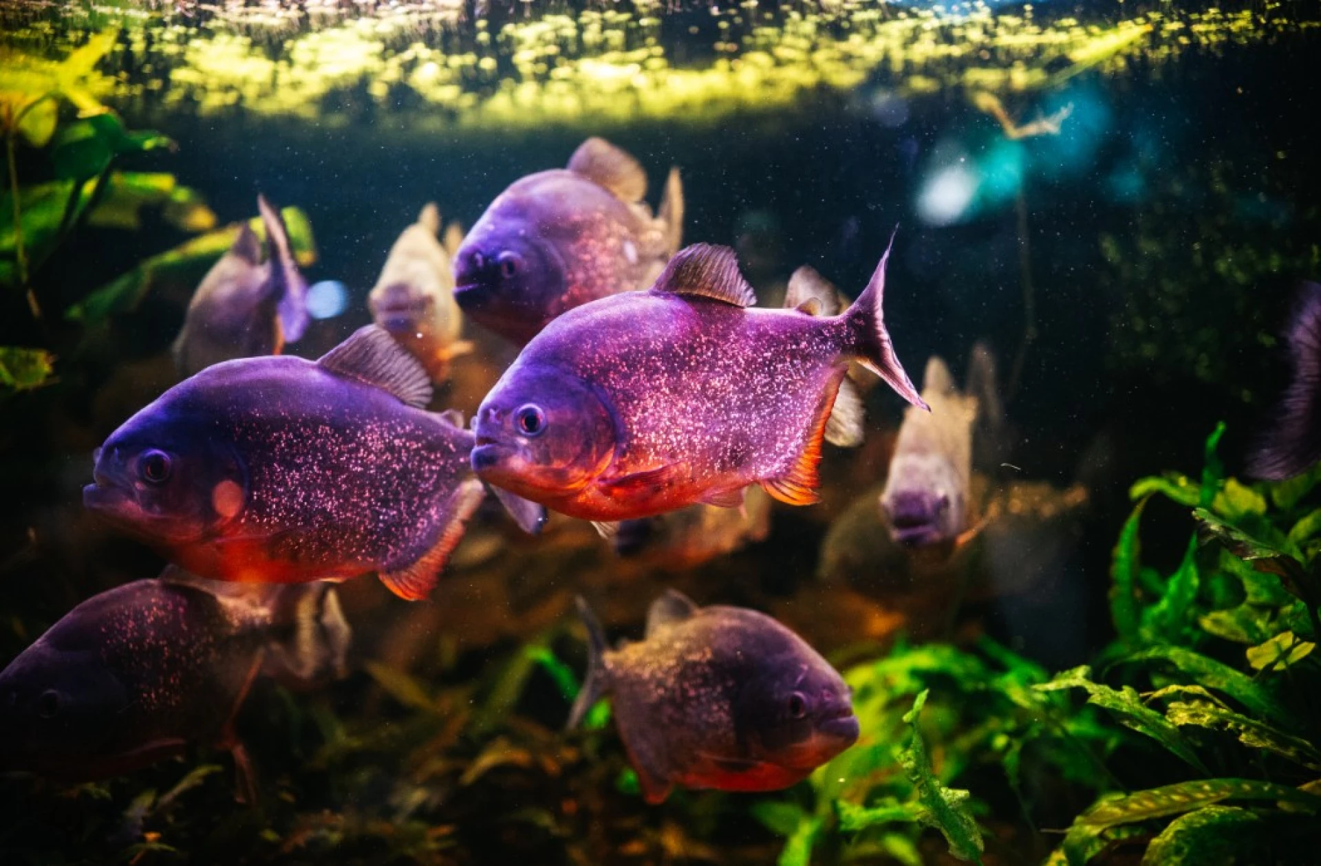 Будинок природи у Києві тимчасово перейшов на онлайн-формат роботи