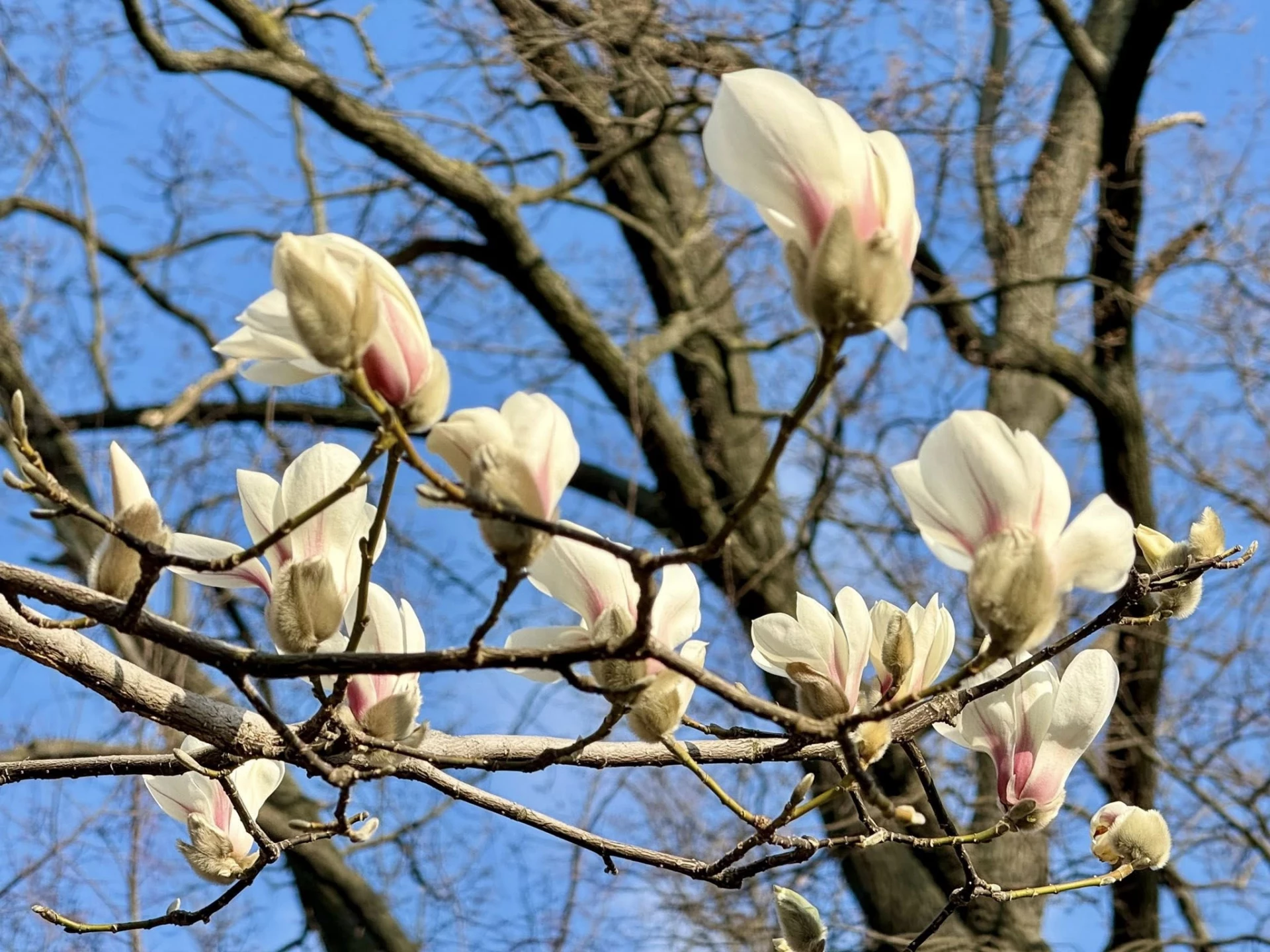 Де у Києві розцвіли перші магнолії