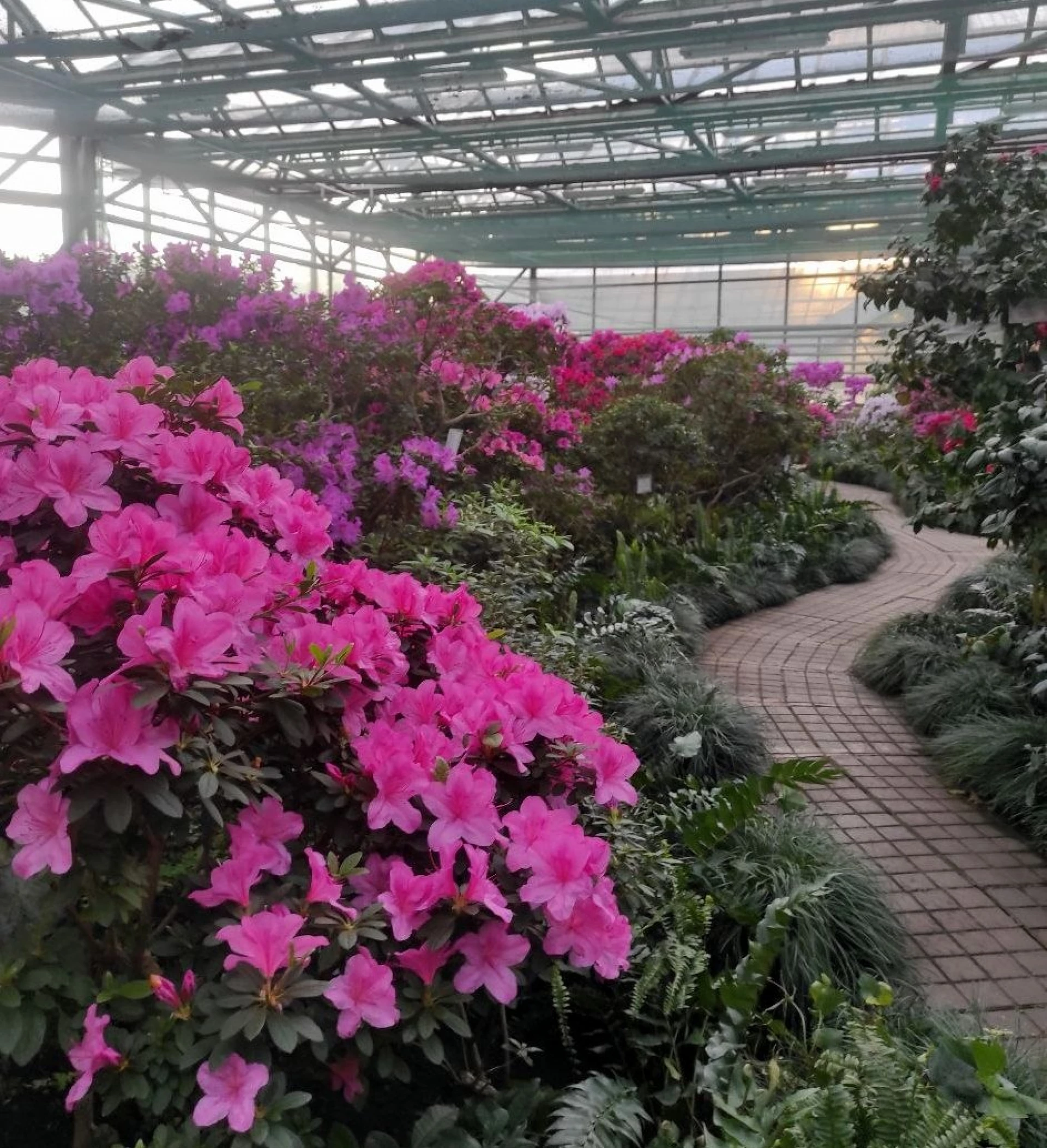 У ботсаду Гришка в Києві зацвіли азалії та камелії