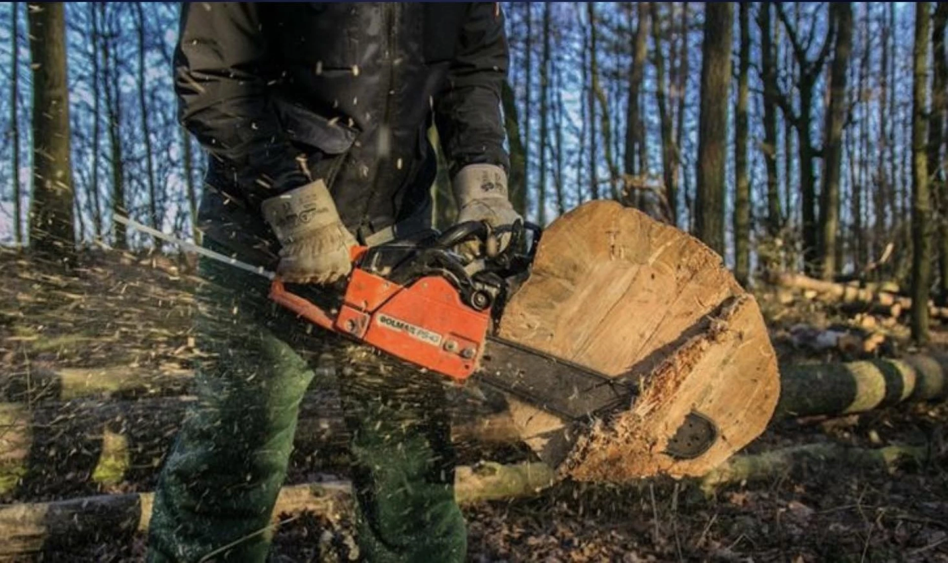 На Київщині батька і сина засудили за незаконну вирубку дубів