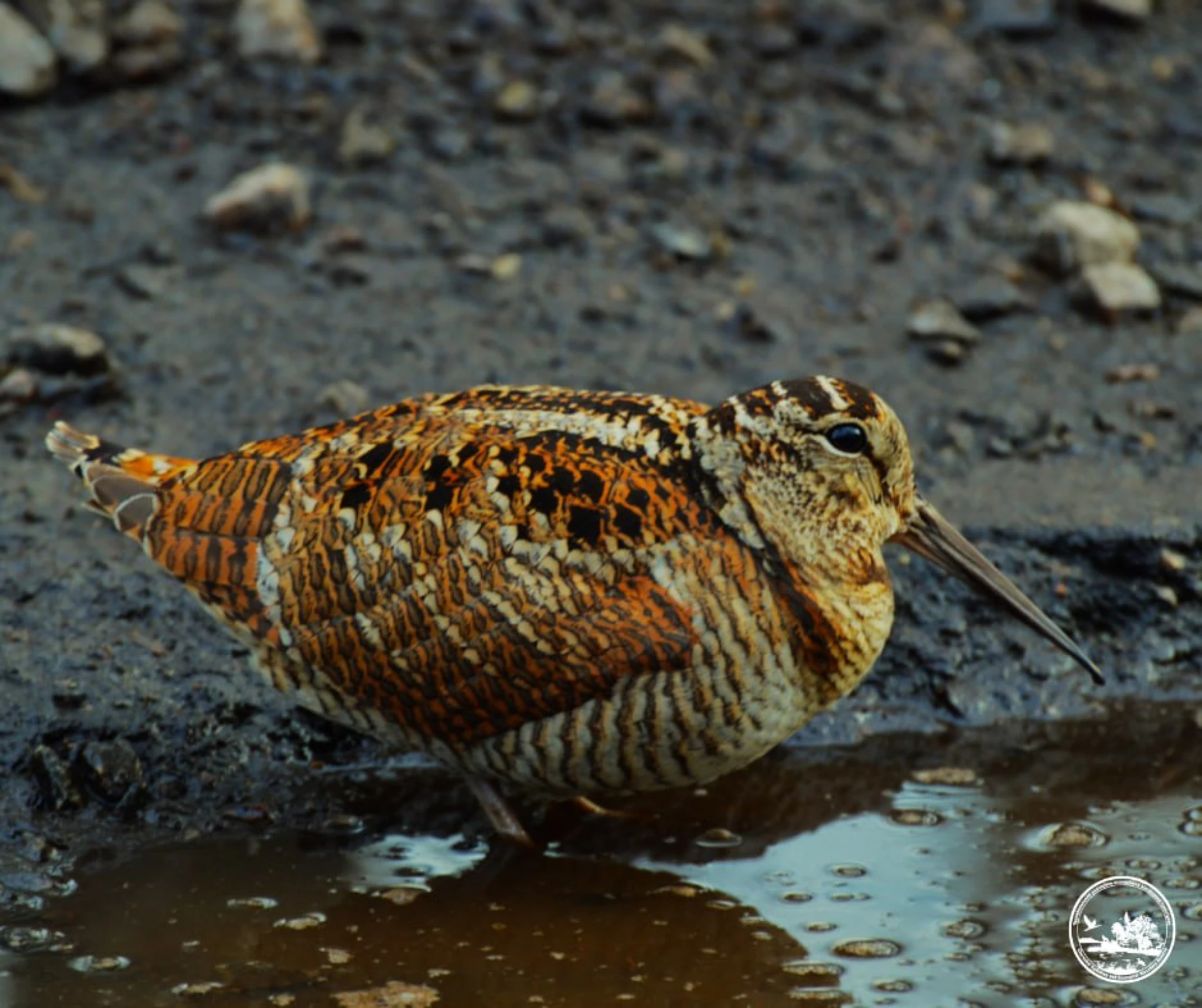 У Чорнобильському заповіднику зафіксували рідкісного птаха