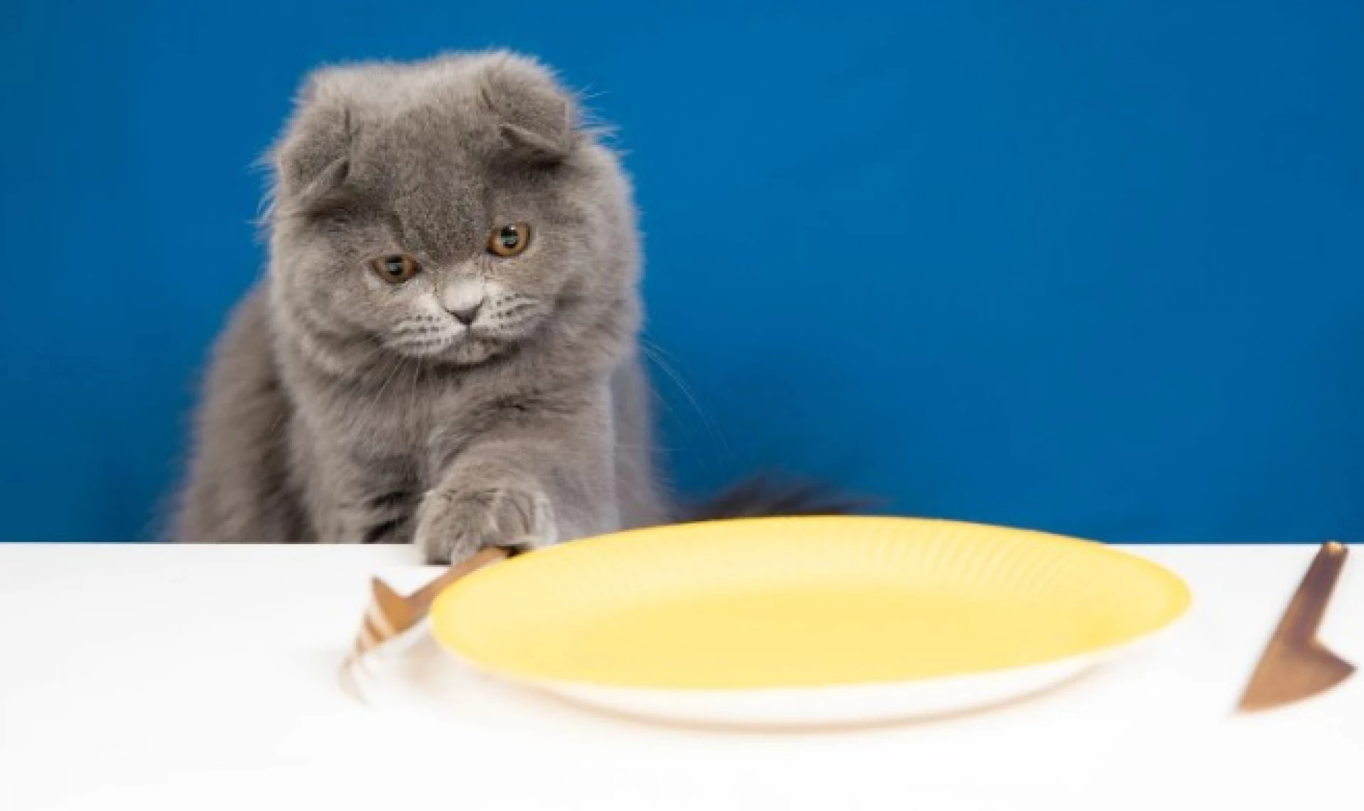 Як правильно годувати стерилізованого або кастрованого кота?