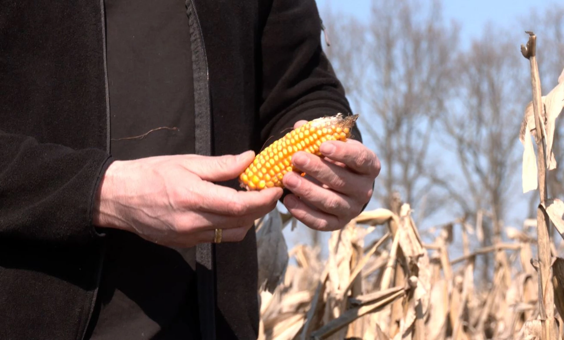 На Черкащині фермери відкладають збір кукурудзи до весни через високу вологість зерна