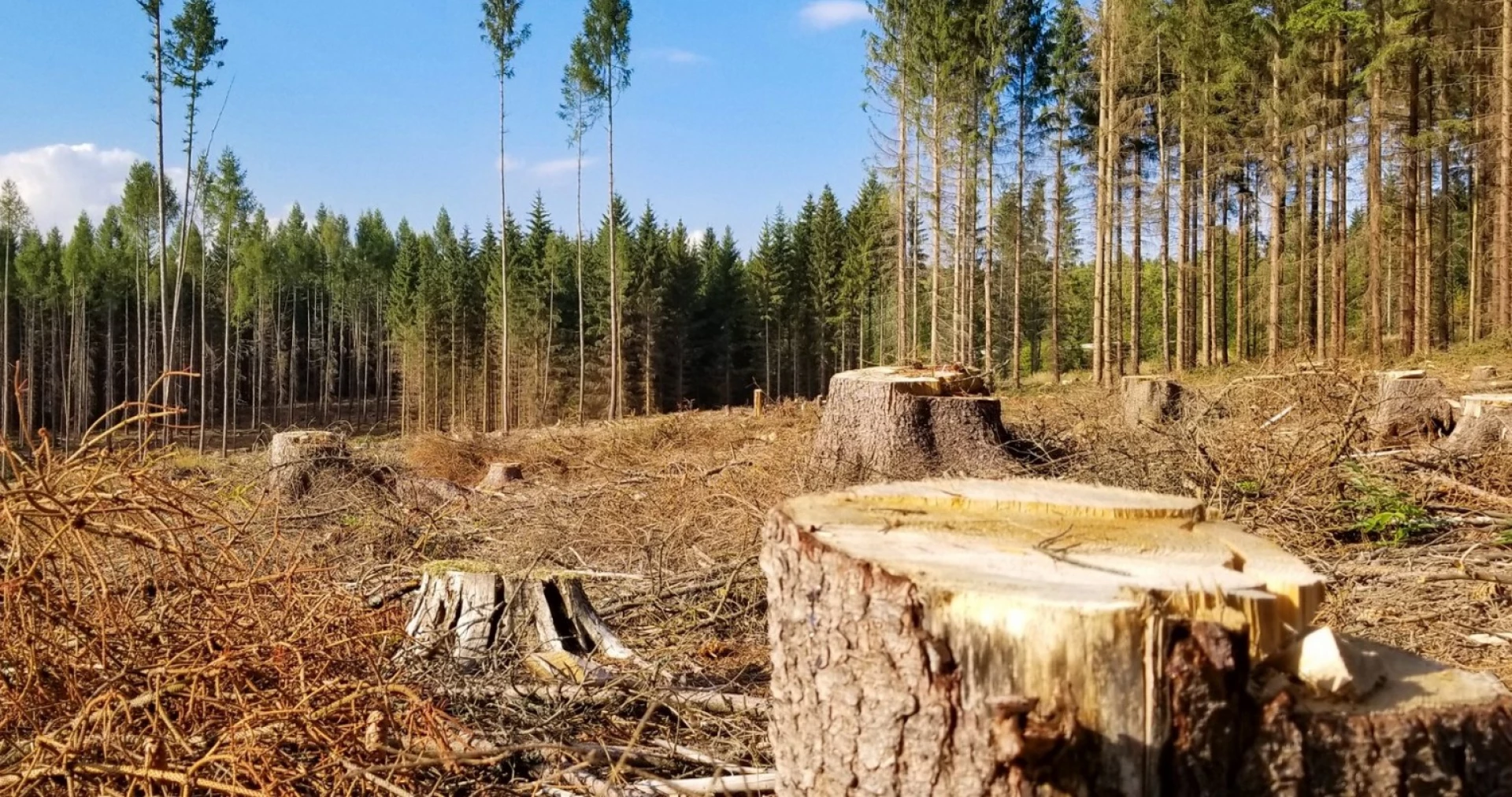 На Черкащині проведуть обстеження лісів, де планують санітарні рубки