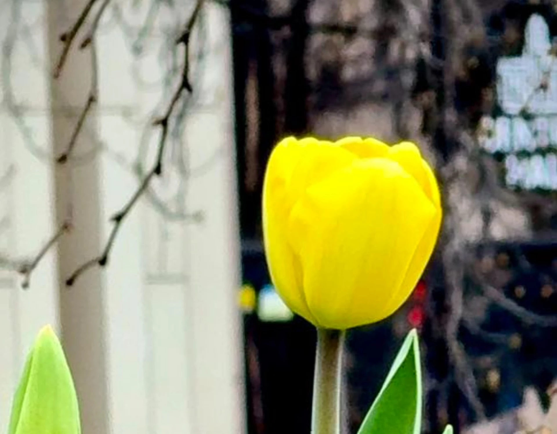 На Майдані Незалежності розквітають перші тюльпани