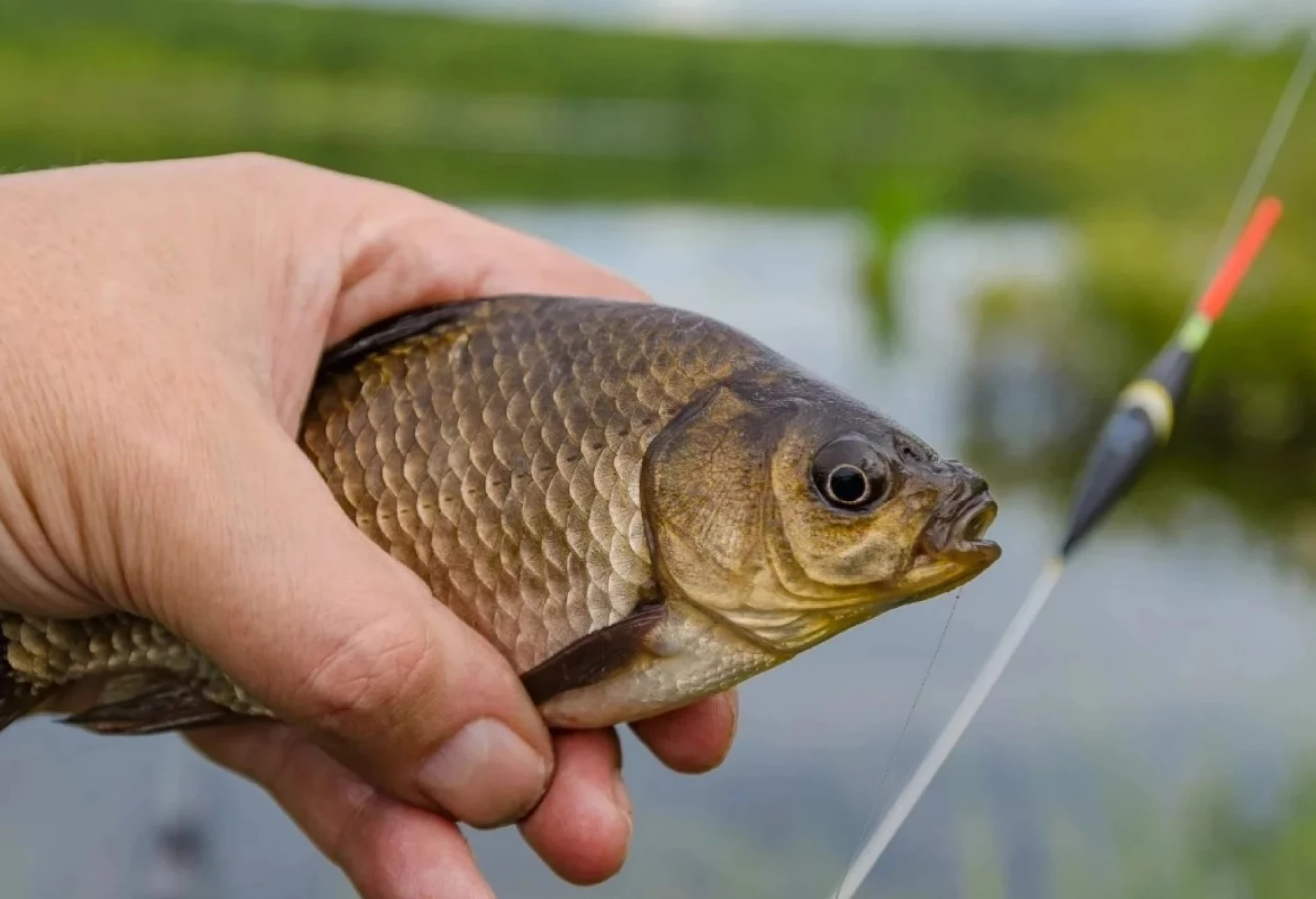На Київщині стартувала нерестова заборона: локації, де не можна рибалити