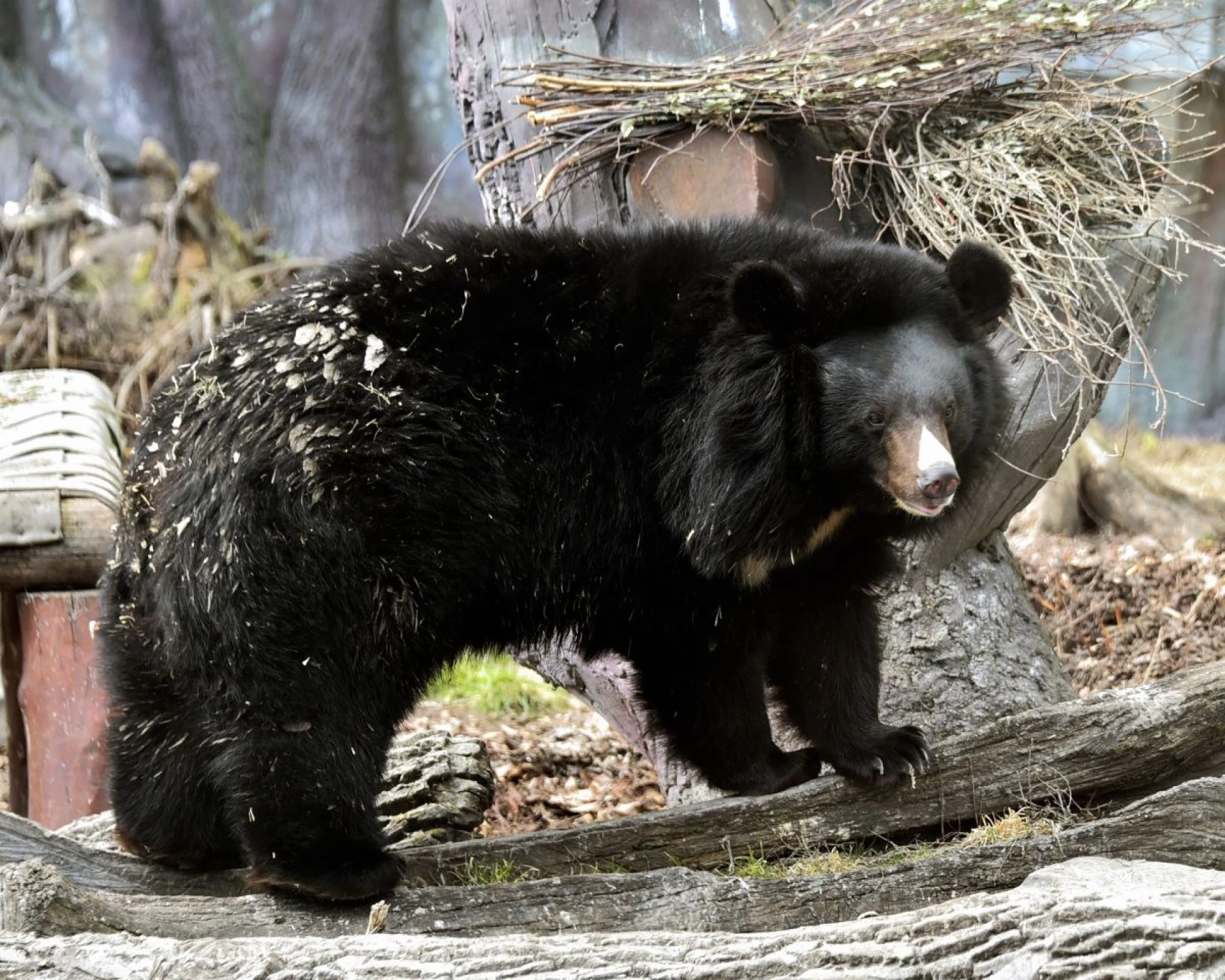 У Київському зоопарку прокинулися ведмеді