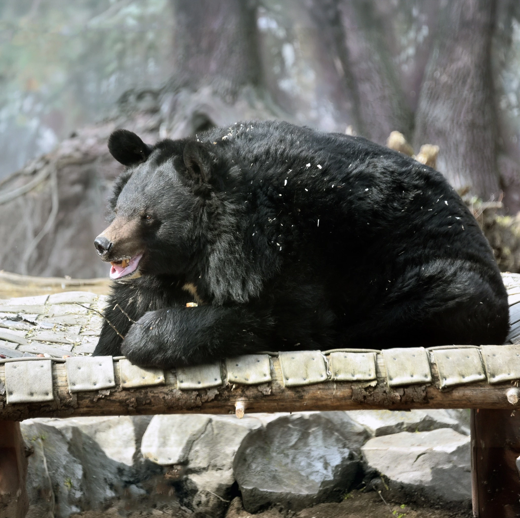 У Київському зоопарку прокинулися ведмеді