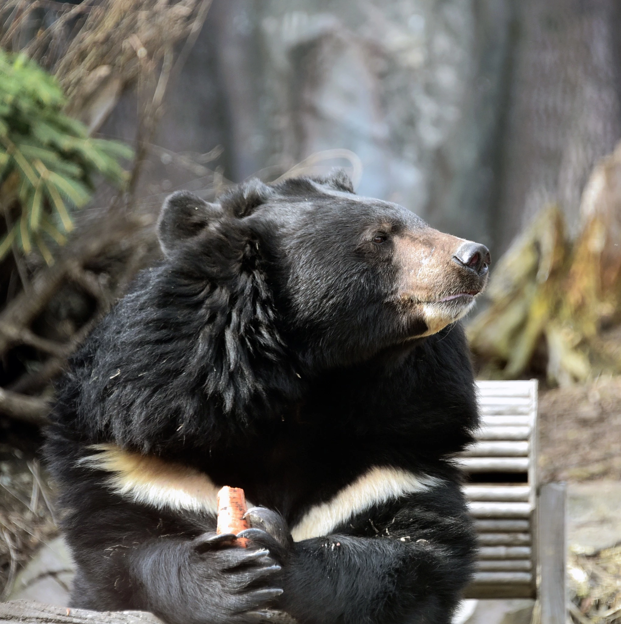 У Київському зоопарку прокинулися ведмеді