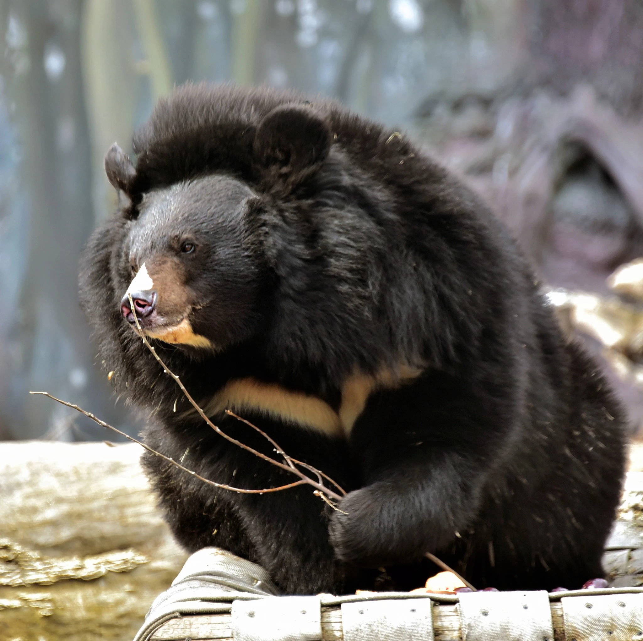 У Київському зоопарку прокинулися ведмеді
