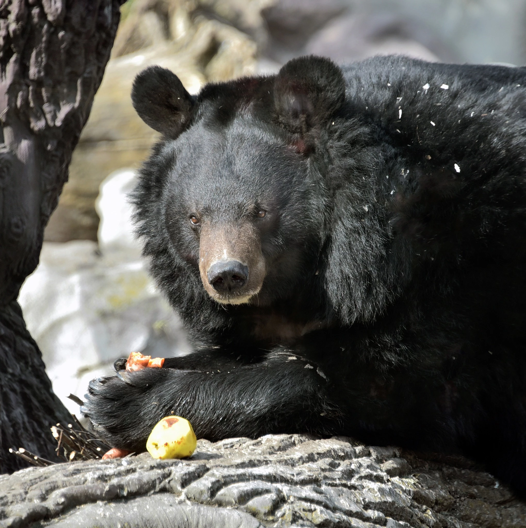 У Київському зоопарку прокинулися ведмеді