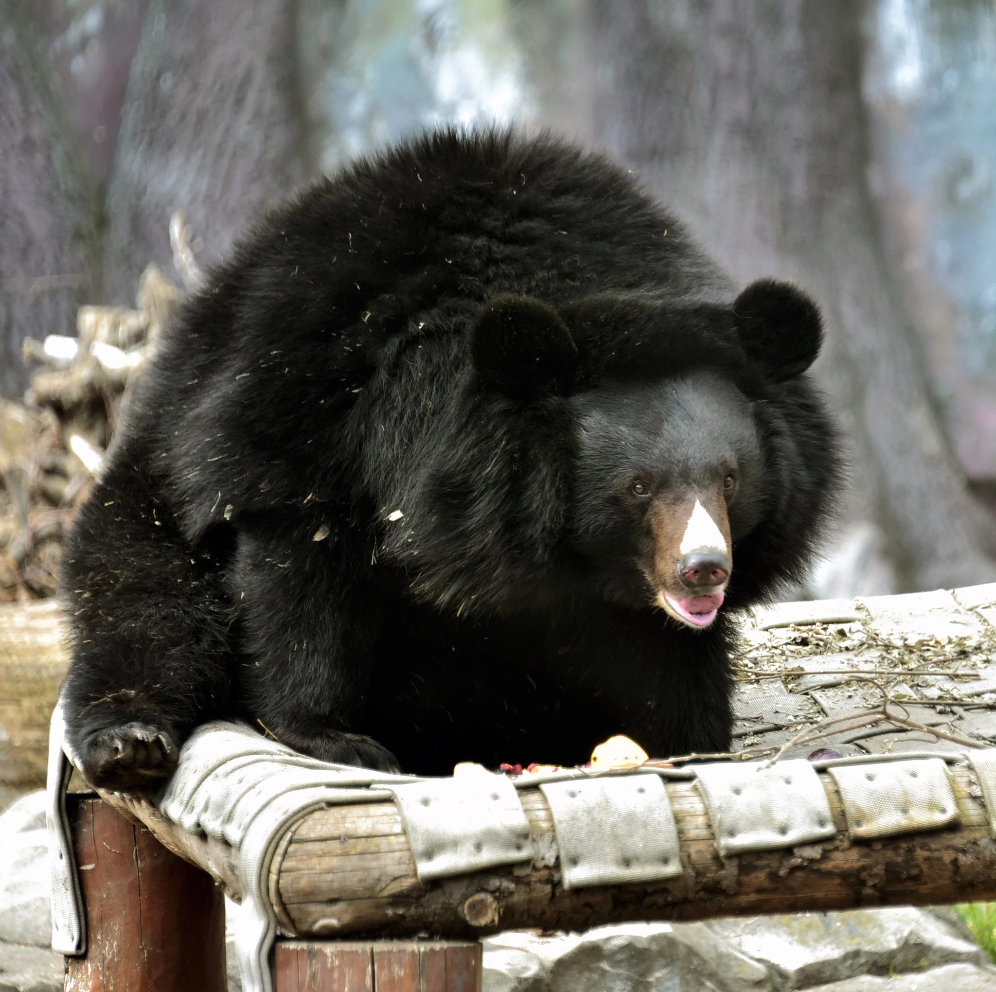 У Київському зоопарку прокинулися ведмеді
