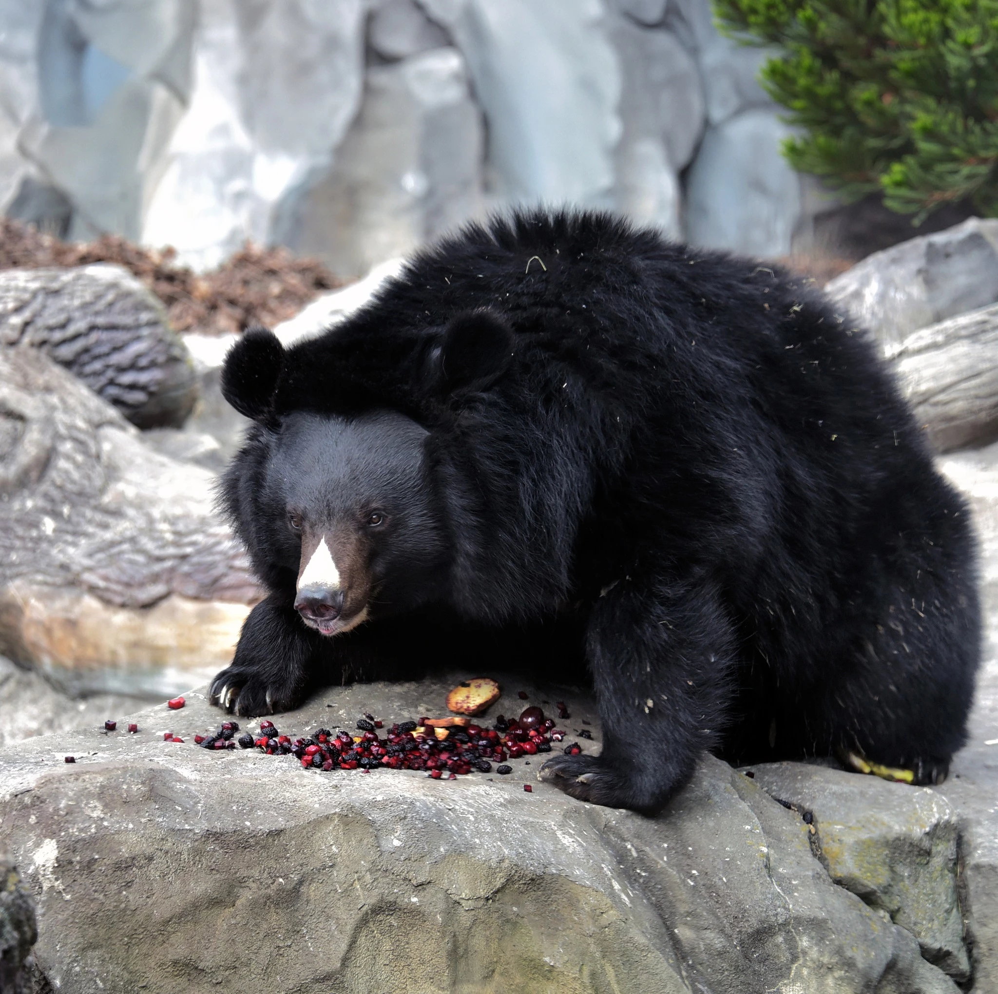 У Київському зоопарку прокинулися ведмеді