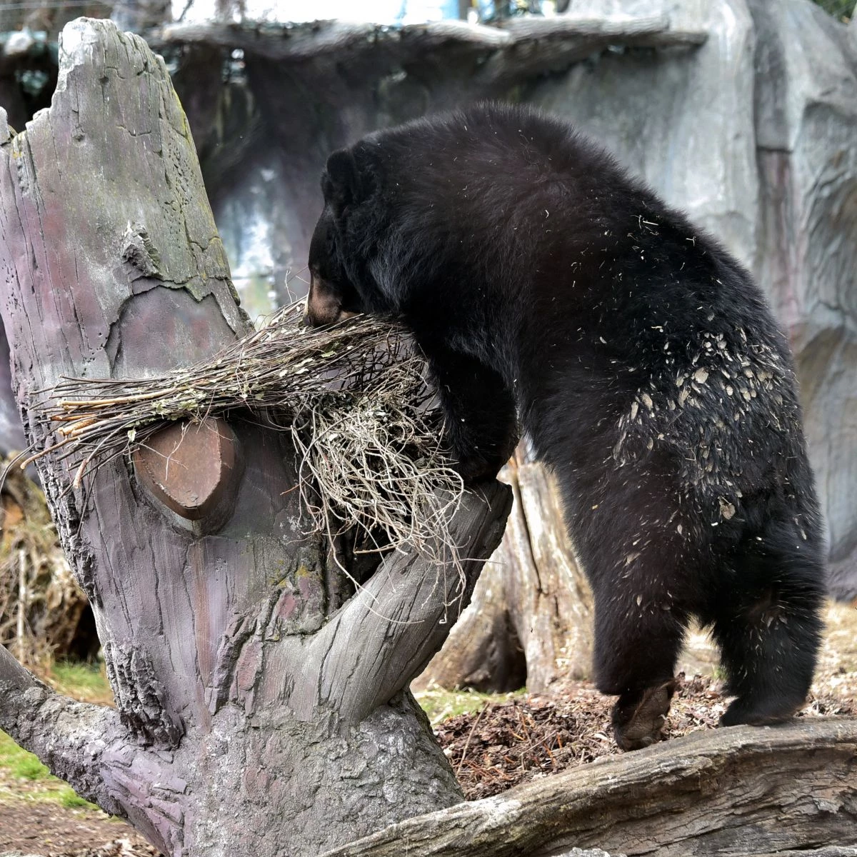 У Київському зоопарку прокинулися ведмеді