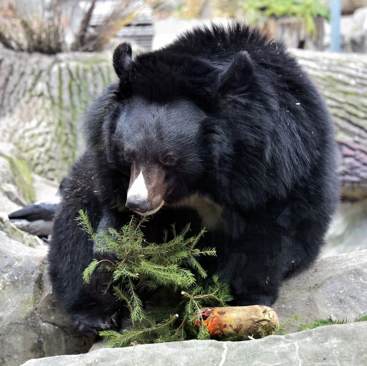 У Київському зоопарку прокинулися ведмеді